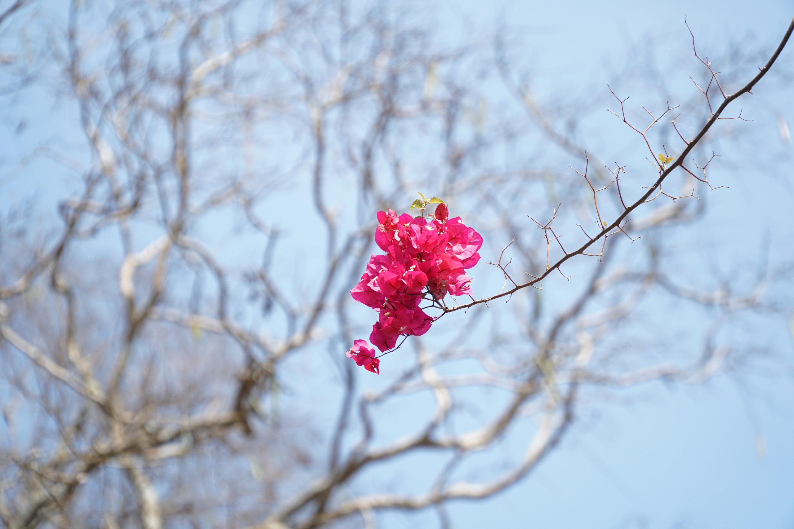 Ng&agrave;y đầu xu&acirc;n, đường v&agrave;o chiến khu D rực rỡ m&agrave;u hoa giấy. - Ảnh 6.