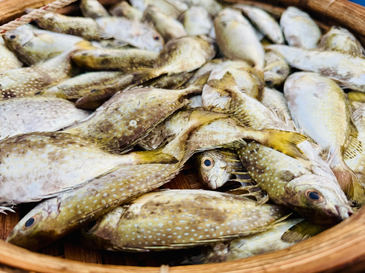 Xuyên đêm vươn khơi, ngư dân Quảng Ngãi đón 'lộc biển'- Ảnh 3. Xuyên đêm vươn khơi, ngư dân Quảng Ngãi đón 'lộc biển'- Ảnh 3.