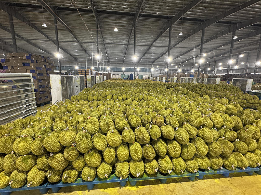 Trung Quốc tăng mua, giá sầu riêng tăng sốc- Ảnh 1.