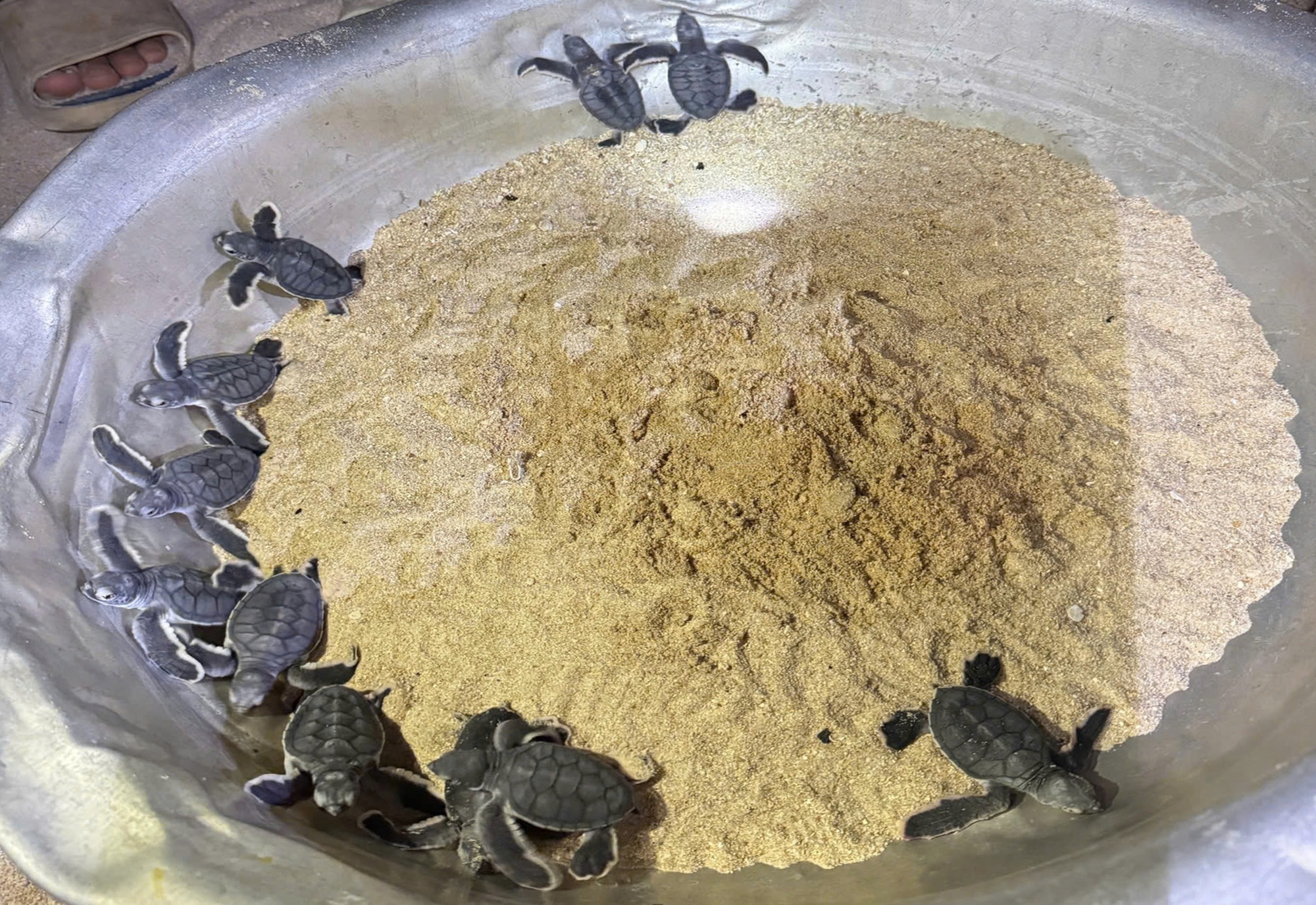 Nơi san h&ocirc; nảy chồi v&agrave; r&ugrave;a biển t&aacute;i xuất- Ảnh 3.