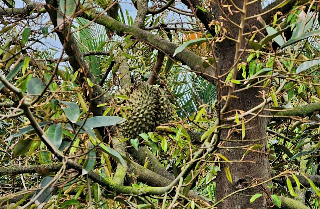 Vì sao giá sầu riêng "nhảy múa" ngay đầu Xuân Bính Ngọ ? - Ảnh 1.