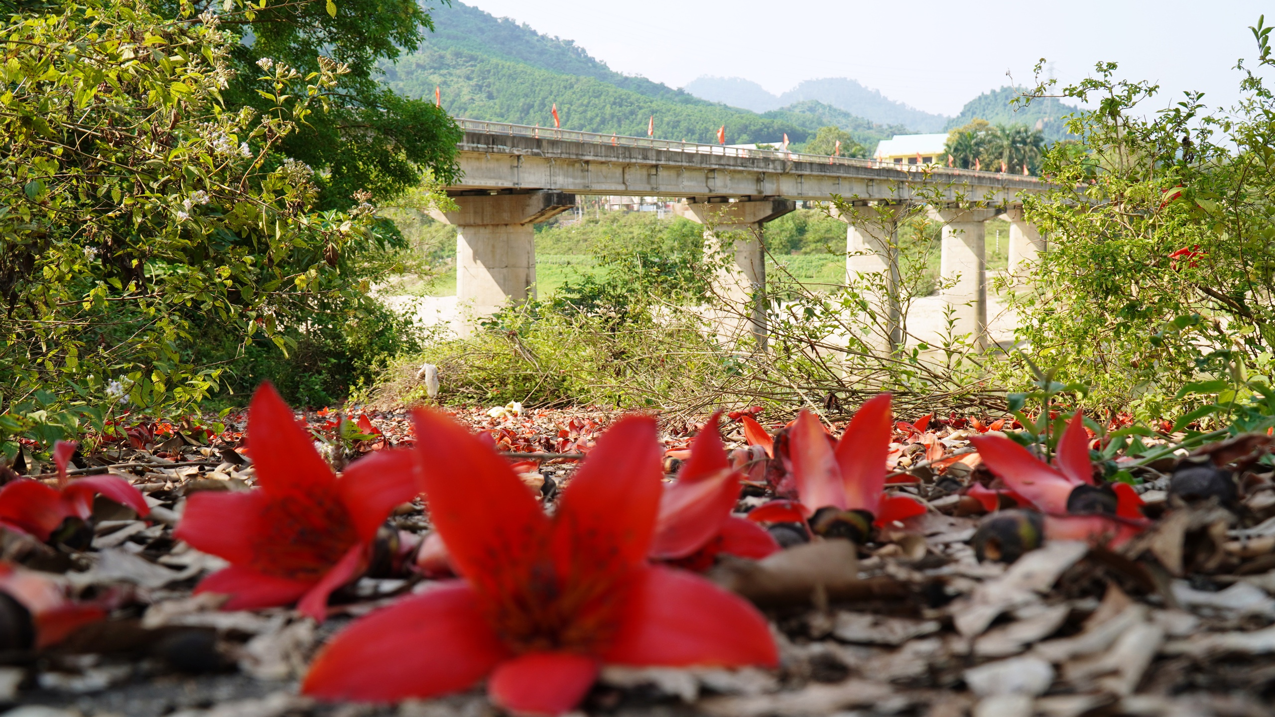 Đ&agrave; Nẵng: Hoa gạo rực đỏ thắp lửa k&yacute; ức nơi ng&atilde; ba Bến Giằng lịch sử - Ảnh 9.