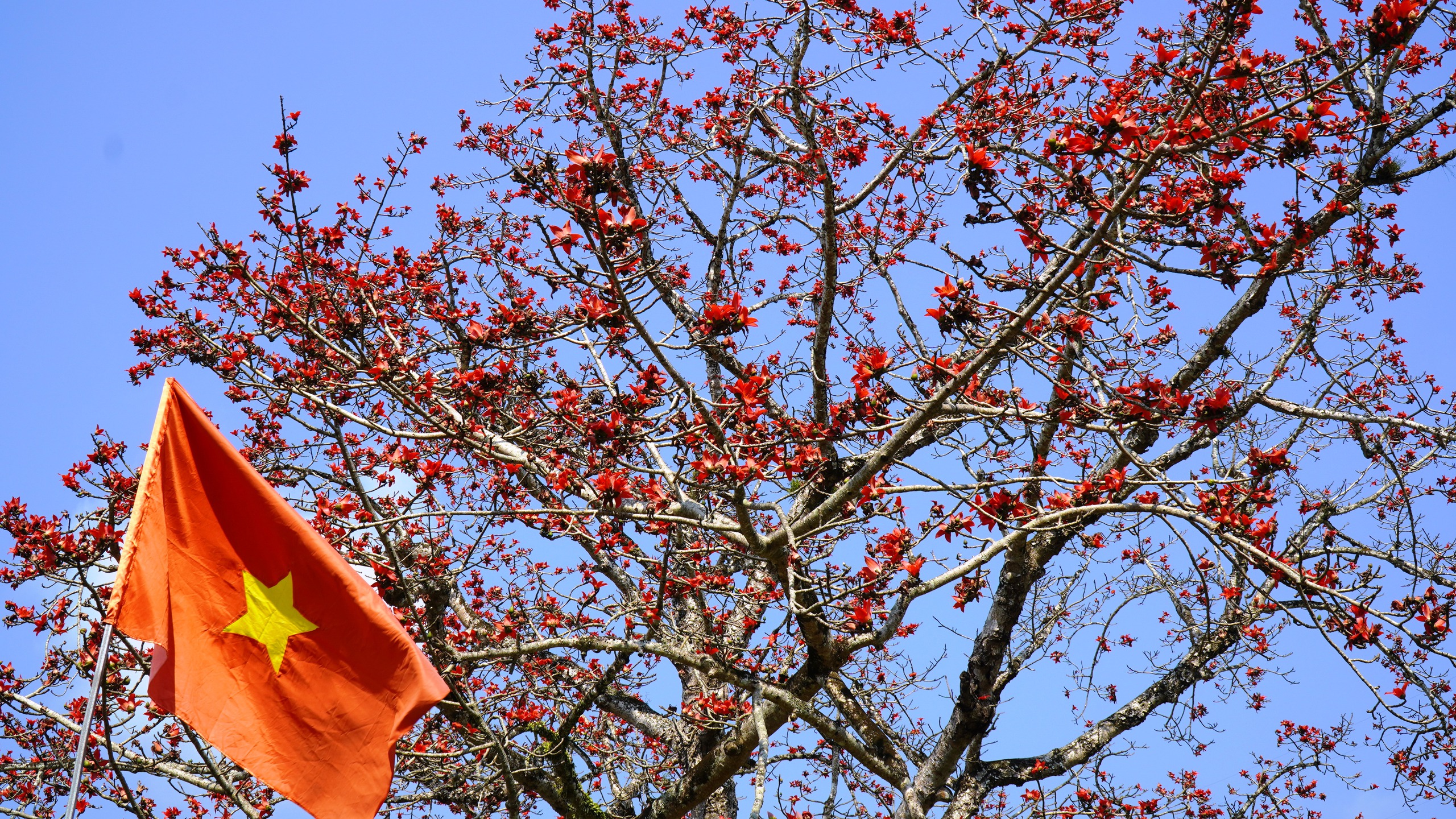 Đ&agrave; Nẵng: Hoa gạo rực đỏ thắp lửa k&yacute; ức nơi ng&atilde; ba Bến Giằng lịch sử - Ảnh 6.