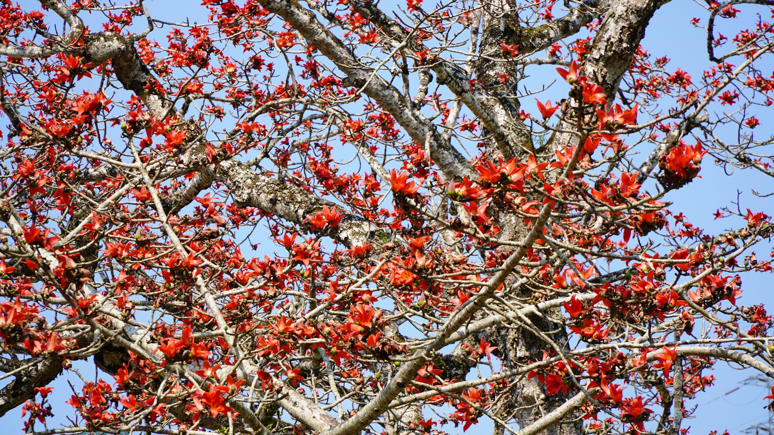 Đ&agrave; Nẵng: Hoa gạo rực đỏ thắp lửa k&yacute; ức nơi ng&atilde; ba Bến Giằng lịch sử - Ảnh 8.