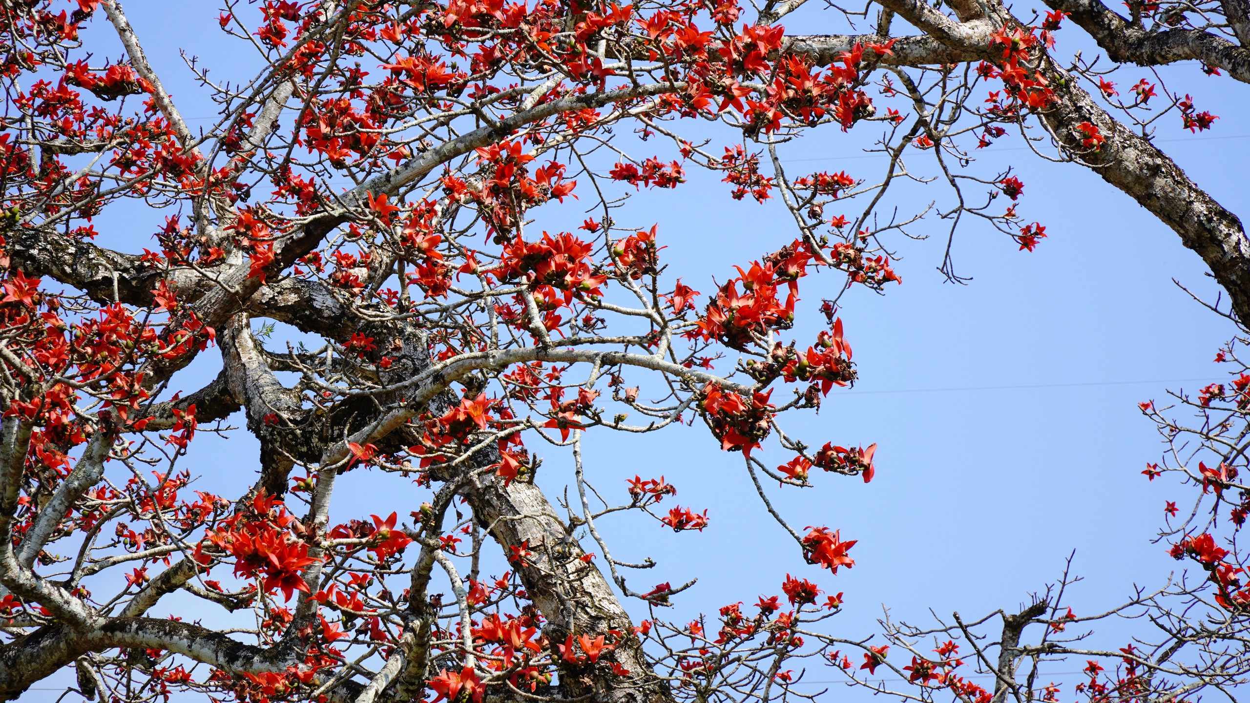 Đ&agrave; Nẵng: Hoa gạo rực đỏ thắp lửa k&yacute; ức nơi ng&atilde; ba Bến Giằng lịch sử - Ảnh 2.