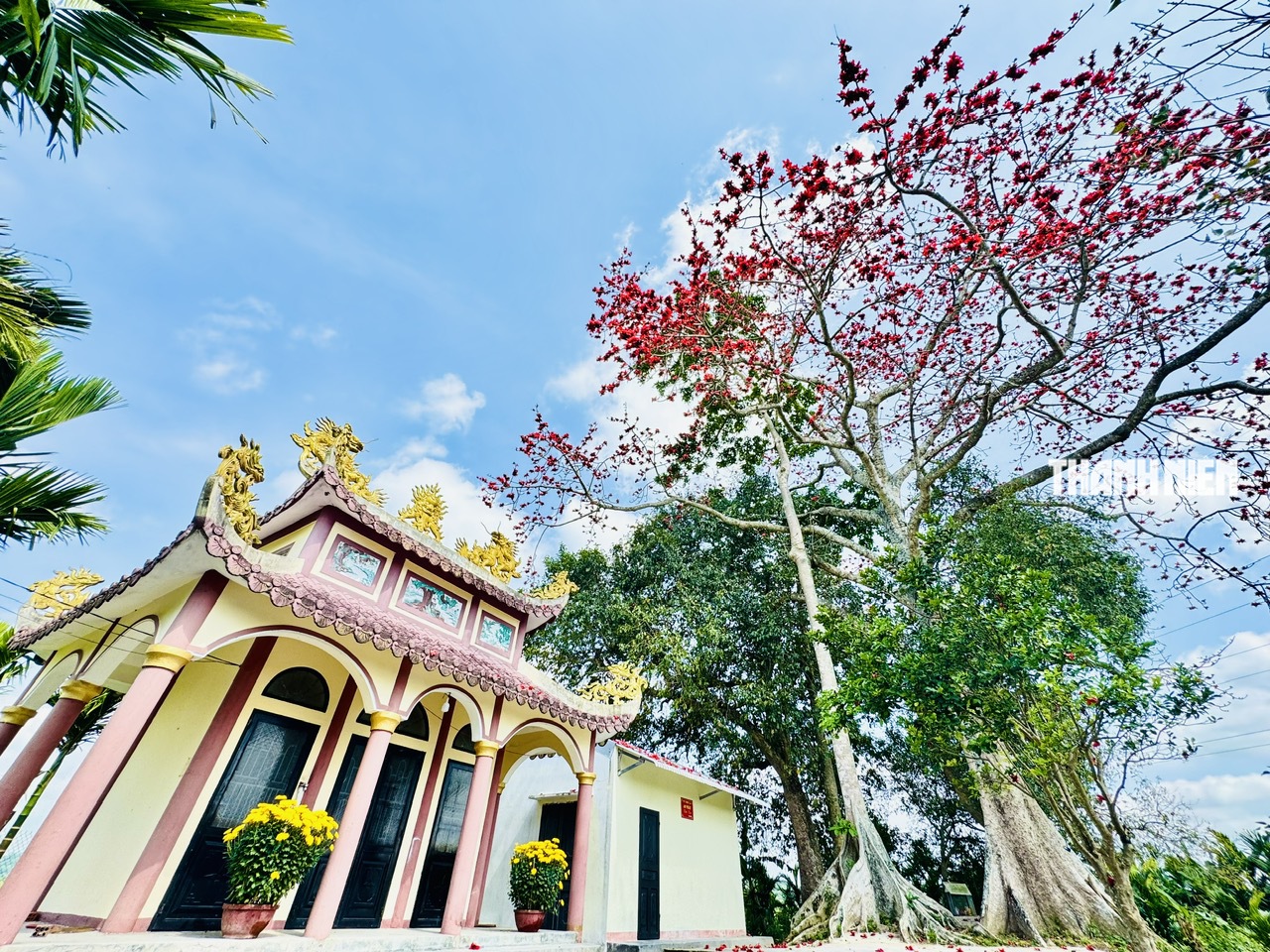 Cây hoa gạo hơn 100 năm tuổi rực rỡ giữa đồng xanh ven sông Trà Khúc - Ảnh 8.