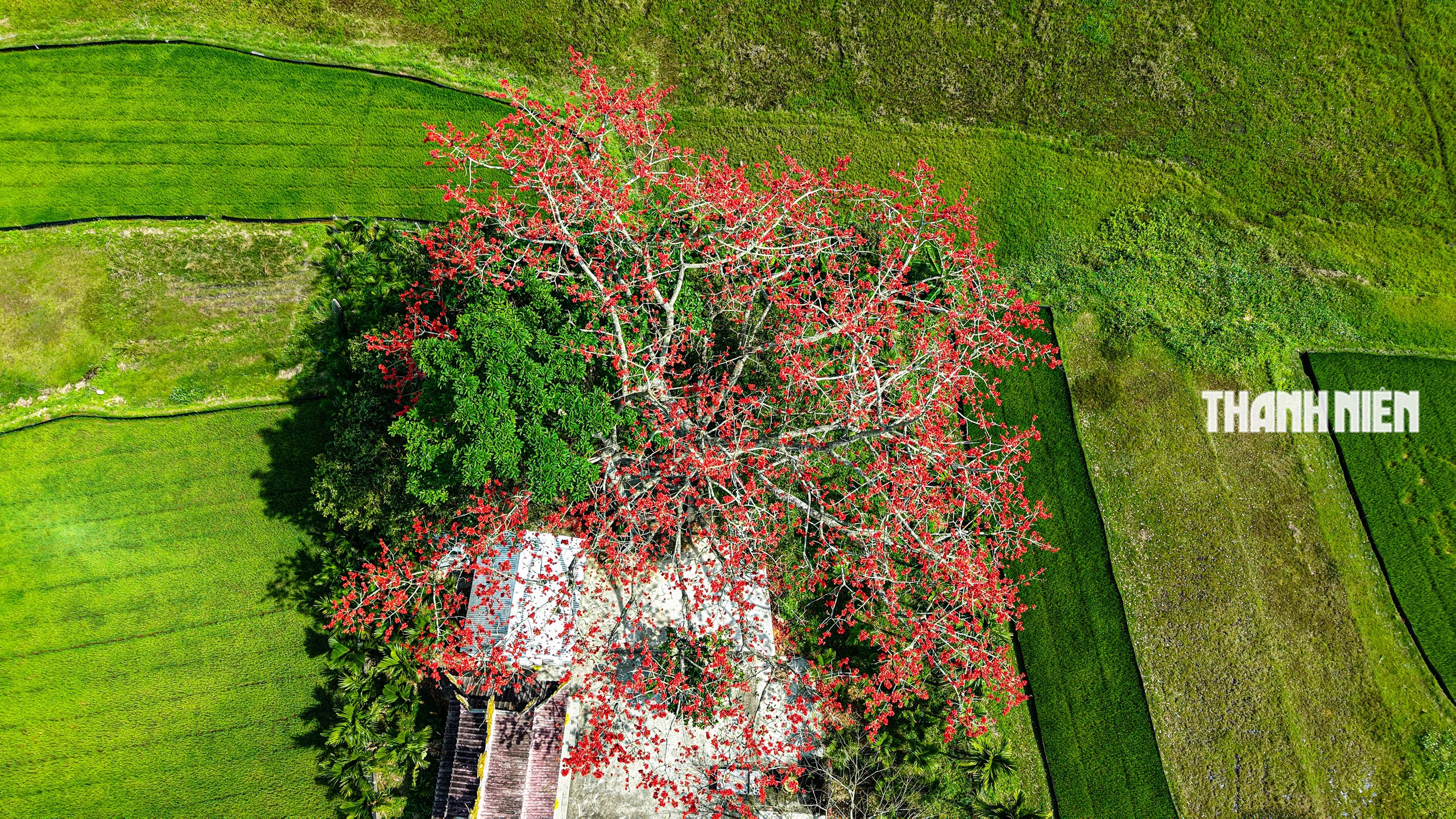 Cây hoa gạo hơn 100 năm tuổi rực rỡ giữa đồng xanh ven sông Trà Khúc - Ảnh 2.