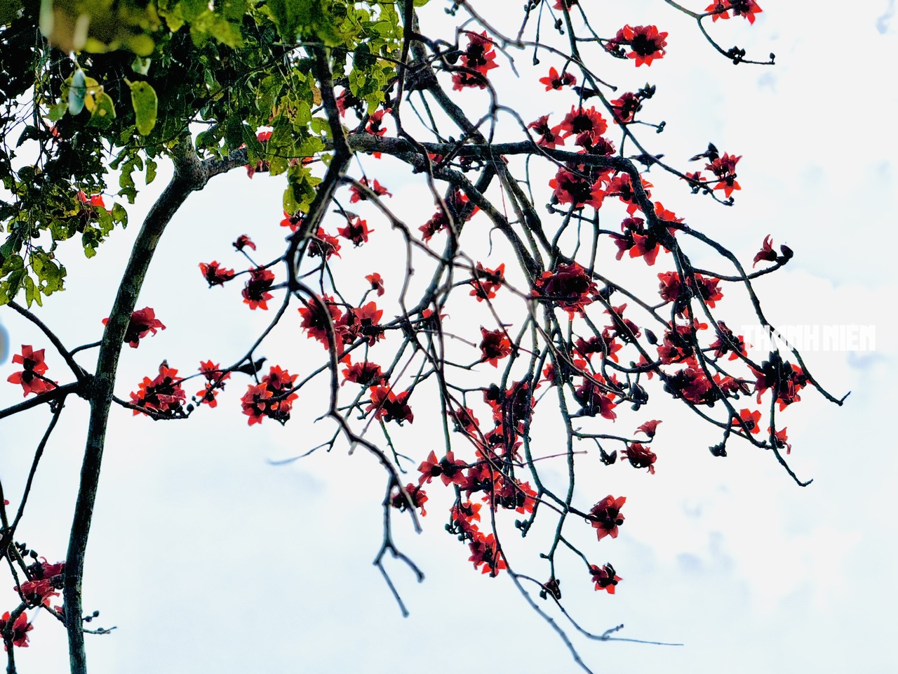 Cây hoa gạo hơn 100 năm tuổi rực rỡ giữa đồng xanh ven sông Trà Khúc - Ảnh 3.