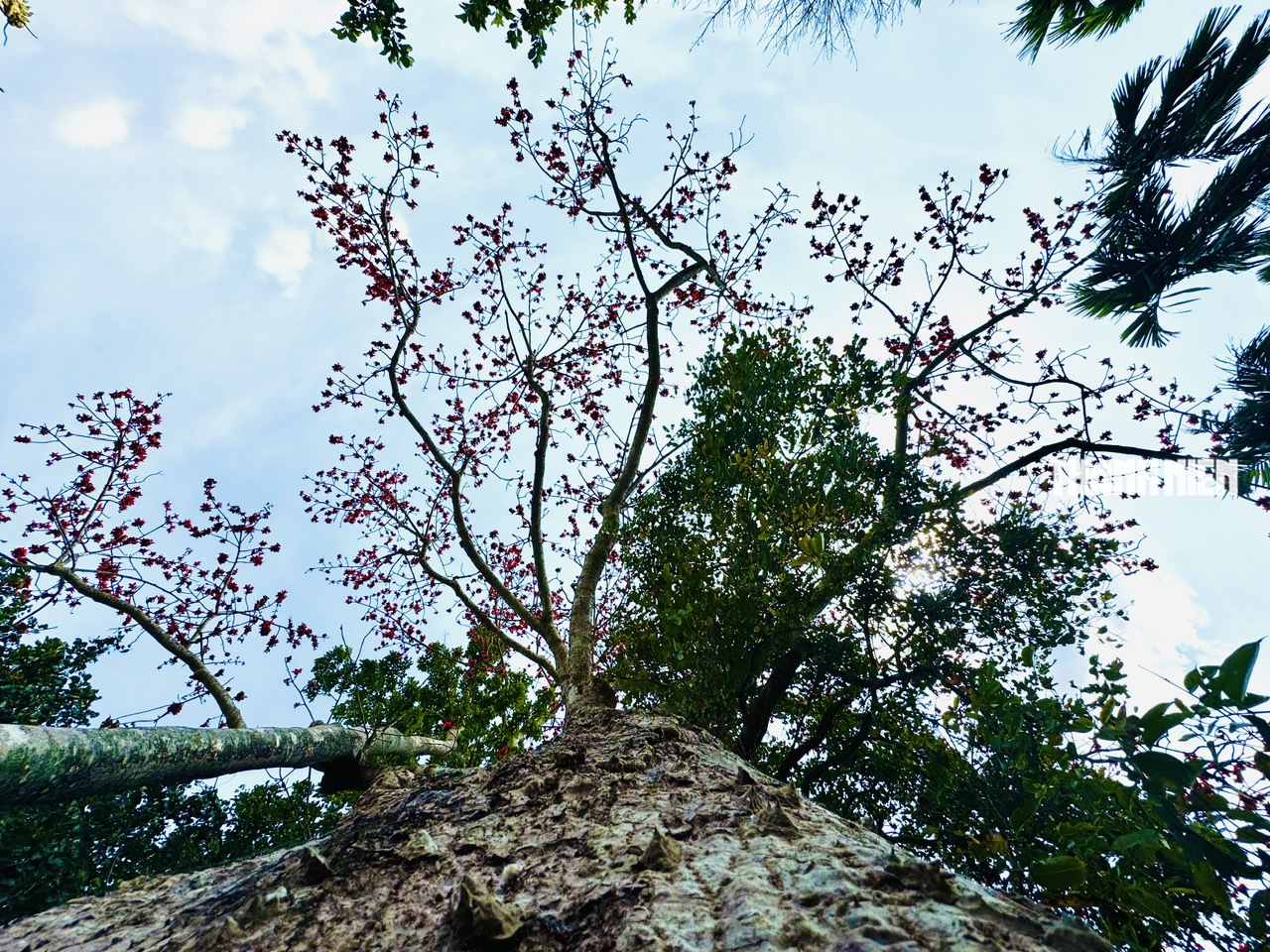 Cây hoa gạo hơn 100 năm tuổi rực rỡ giữa đồng xanh ven sông Trà Khúc - Ảnh 4.