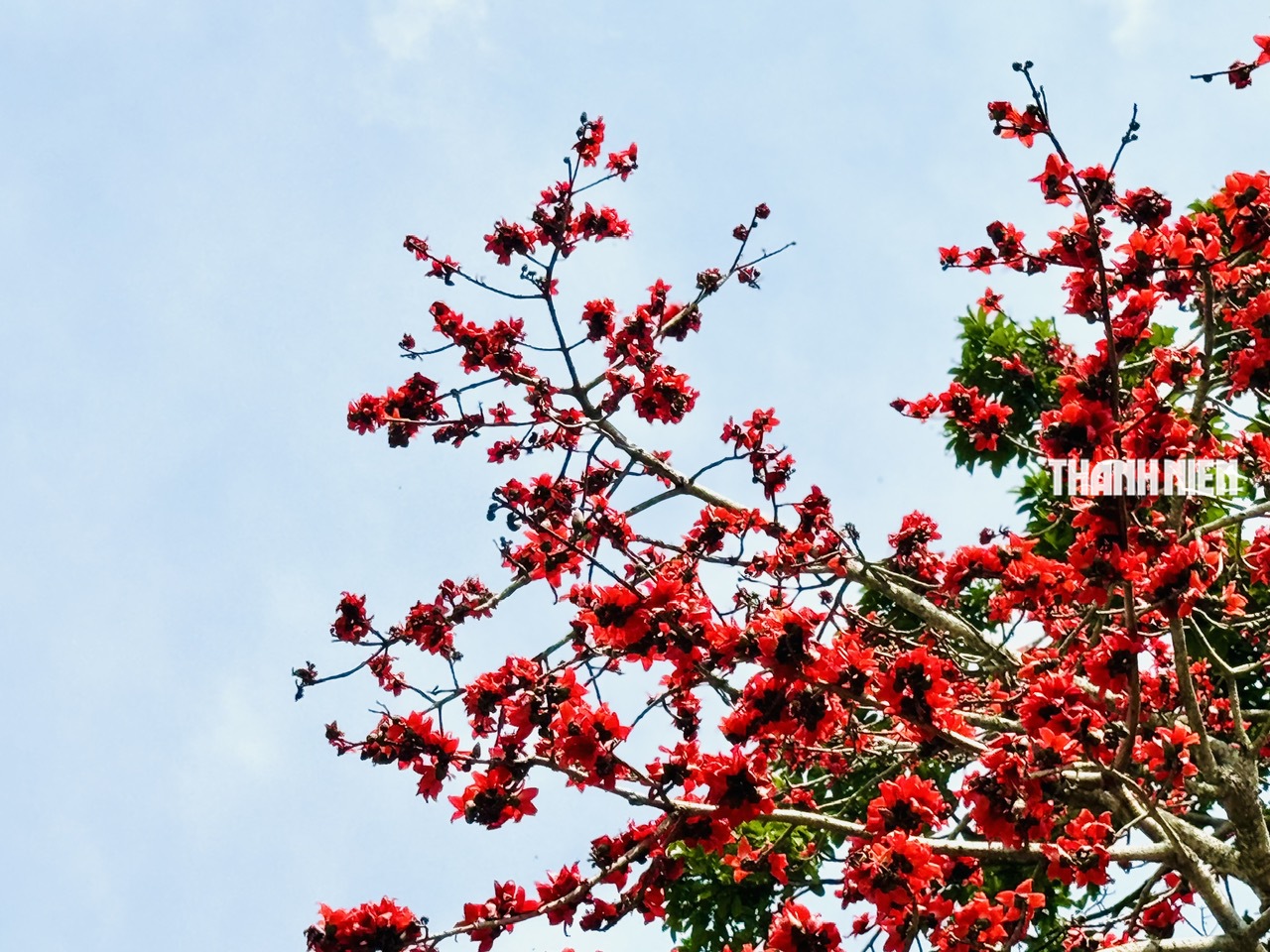 Cây hoa gạo hơn 100 năm tuổi rực rỡ giữa đồng xanh ven sông Trà Khúc - Ảnh 7.