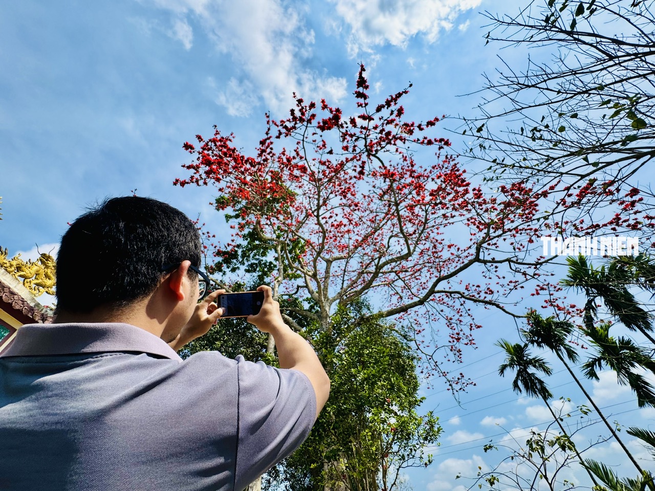 Cây hoa gạo hơn 100 năm tuổi rực rỡ giữa đồng xanh ven sông Trà Khúc - Ảnh 9.