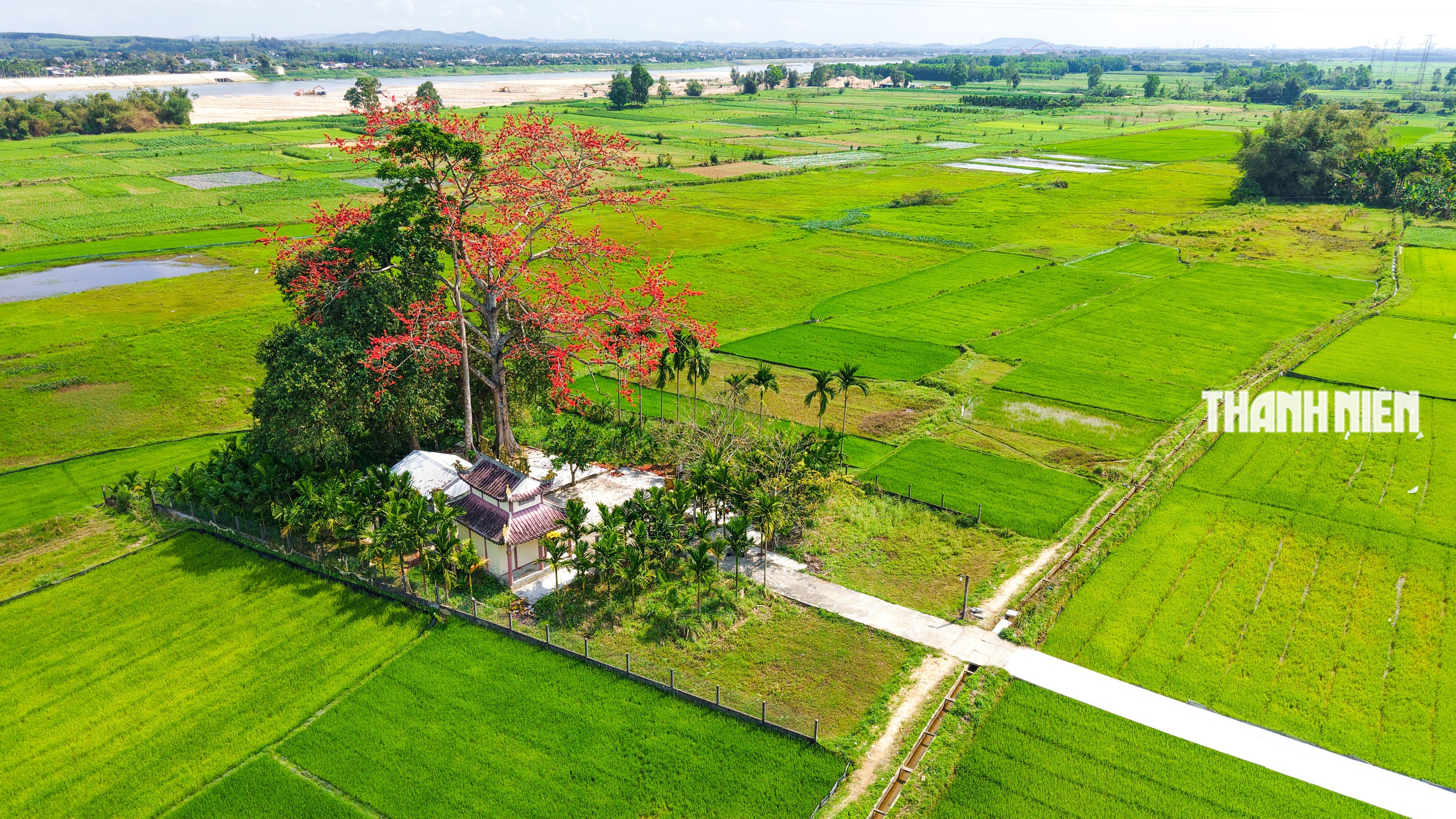 Cây hoa gạo hơn 100 năm tuổi rực rỡ giữa đồng xanh ven sông Trà Khúc - Ảnh 1.