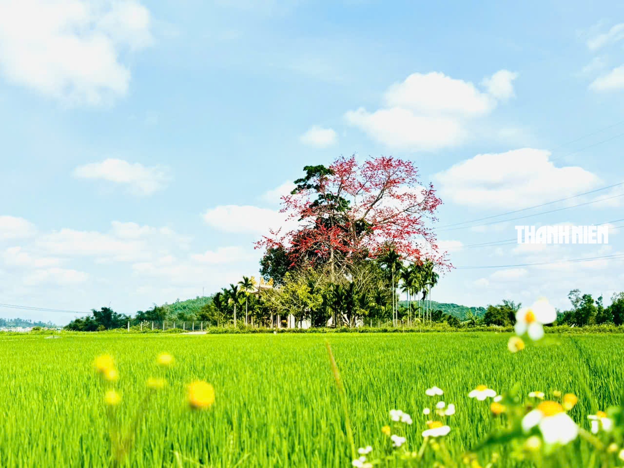 Cây hoa gạo hơn 100 năm tuổi rực rỡ giữa đồng xanh ven sông Trà Khúc - Ảnh 6.