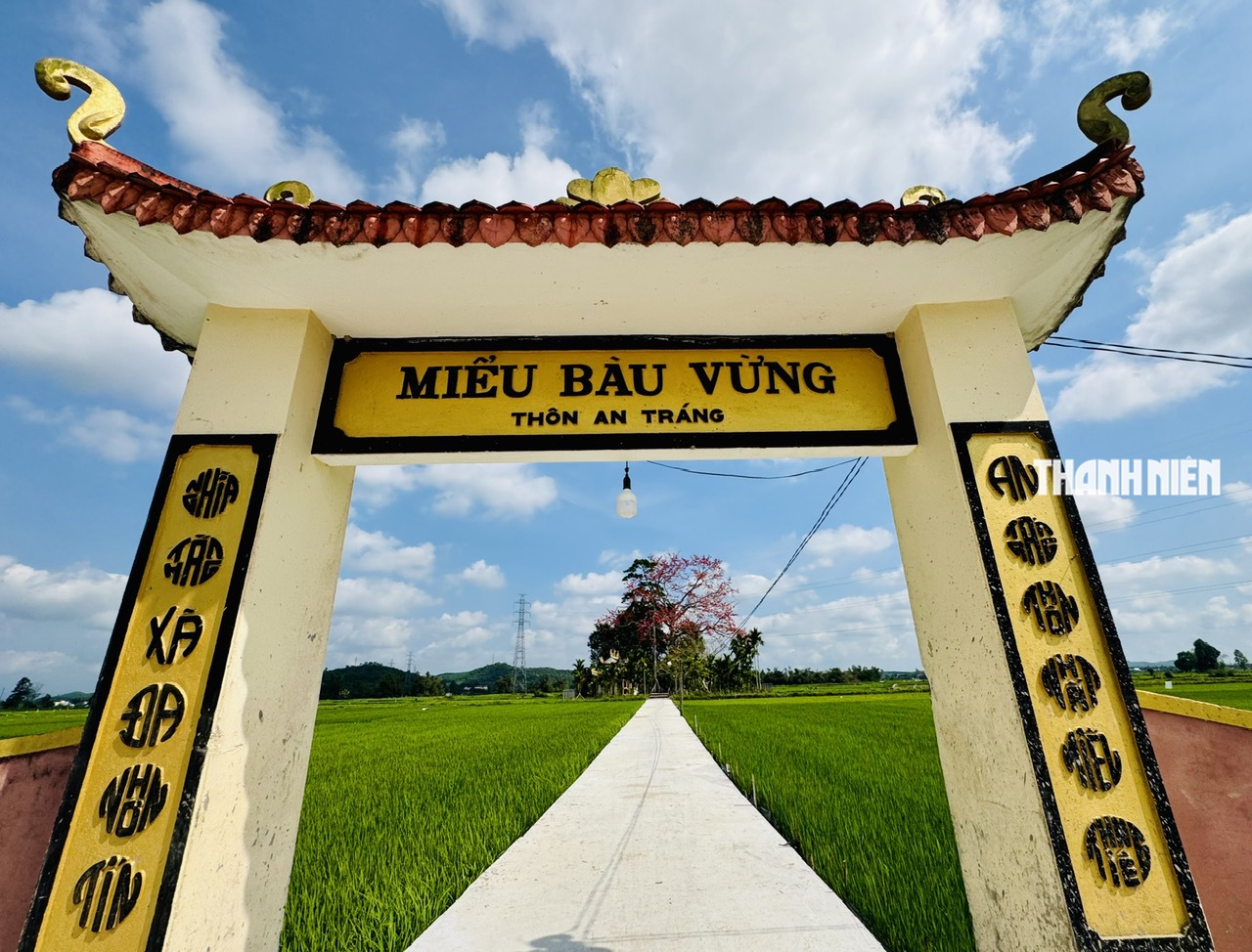 Cây hoa gạo hơn 100 năm tuổi rực rỡ giữa đồng xanh ven sông Trà Khúc - Ảnh 10.