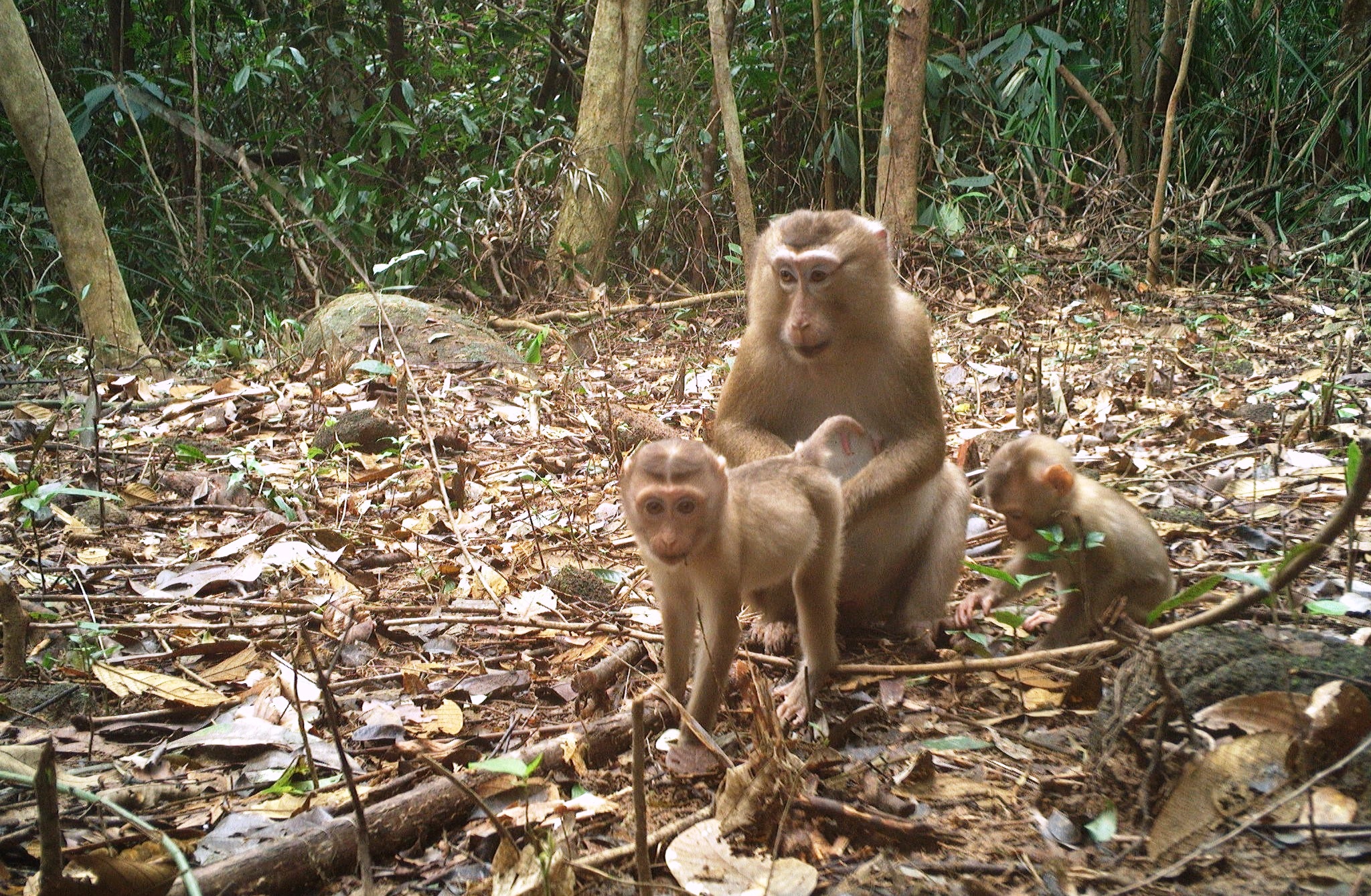 'Mắt thần' hé lộ thế giới động vật kỳ thú tại di sản Mỹ Sơn- Ảnh 1.