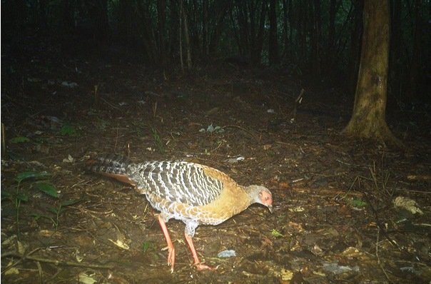 'Mắt thần' hé lộ thế giới động vật kỳ thú tại di sản Mỹ Sơn- Ảnh 2. 'Mắt thần' hé lộ thế giới động vật kỳ thú tại di sản Mỹ Sơn- Ảnh 2.