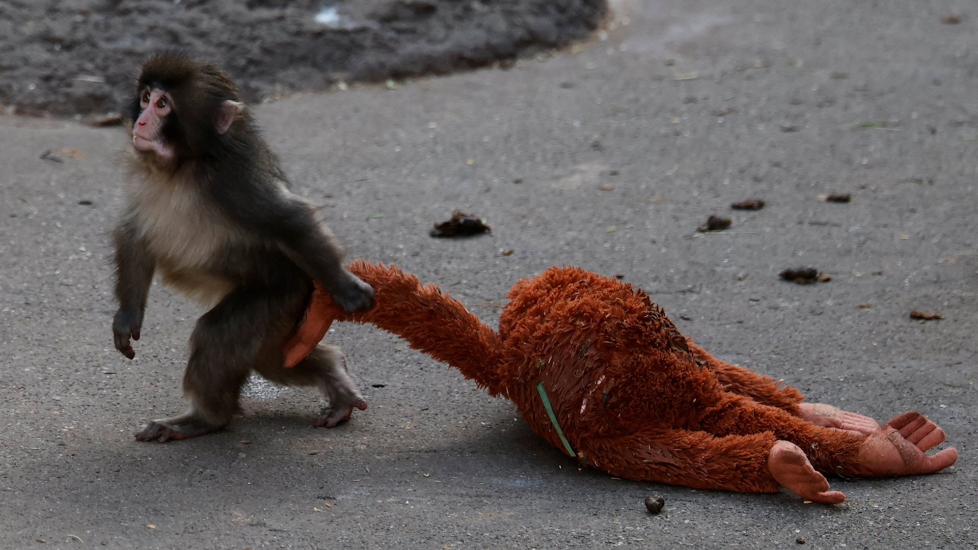 Ch&uacute; khỉ con bị bỏ rơi &lsquo;Punch&rsquo; &ocirc;m th&uacute; nhồi b&ocirc;ng g&acirc;y sốt - Ảnh 1.