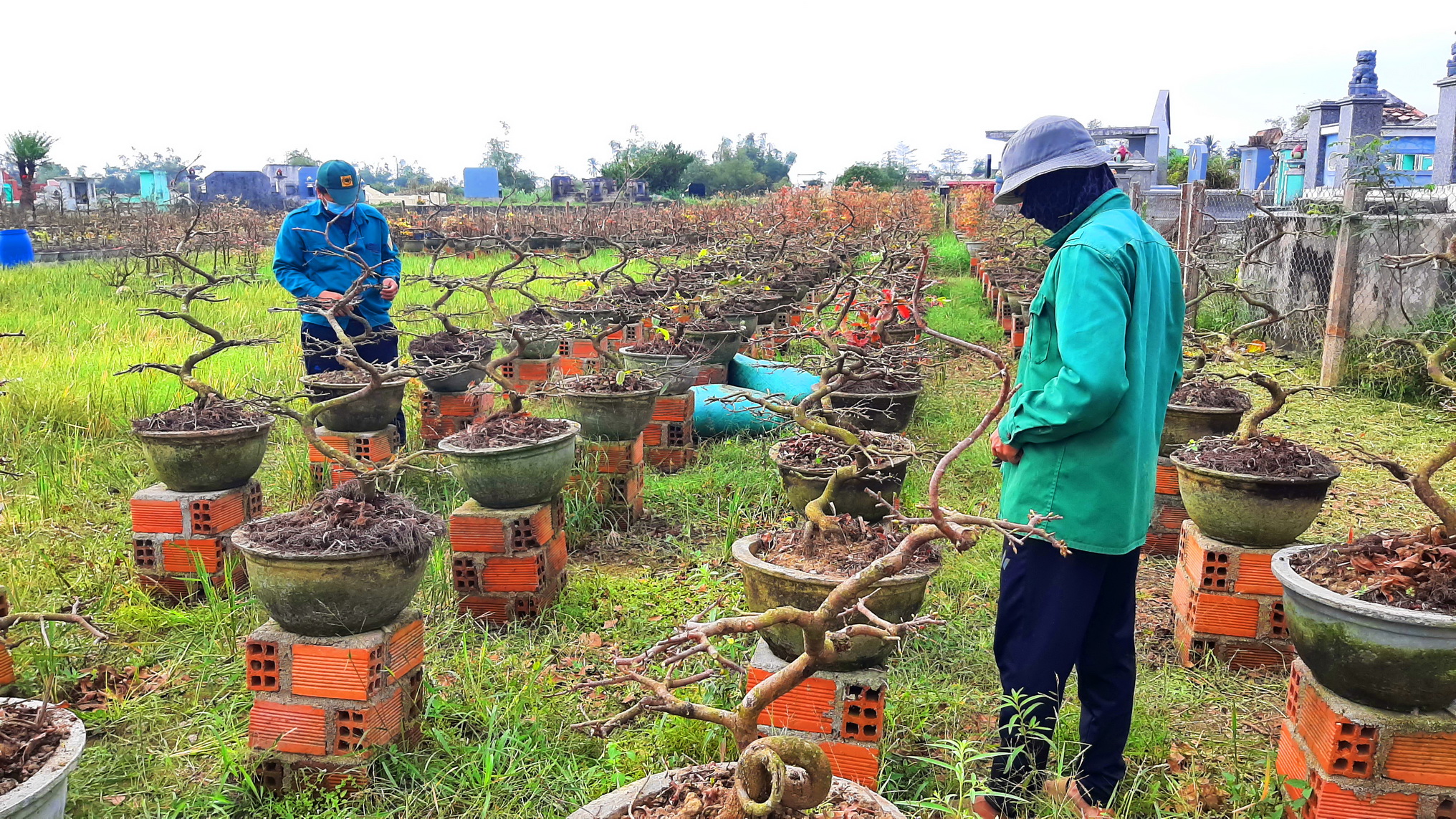 Mai tết trúng đậm, 2 phường ở Gia Lai thu hơn 140 tỉ đồng - Ảnh 2.