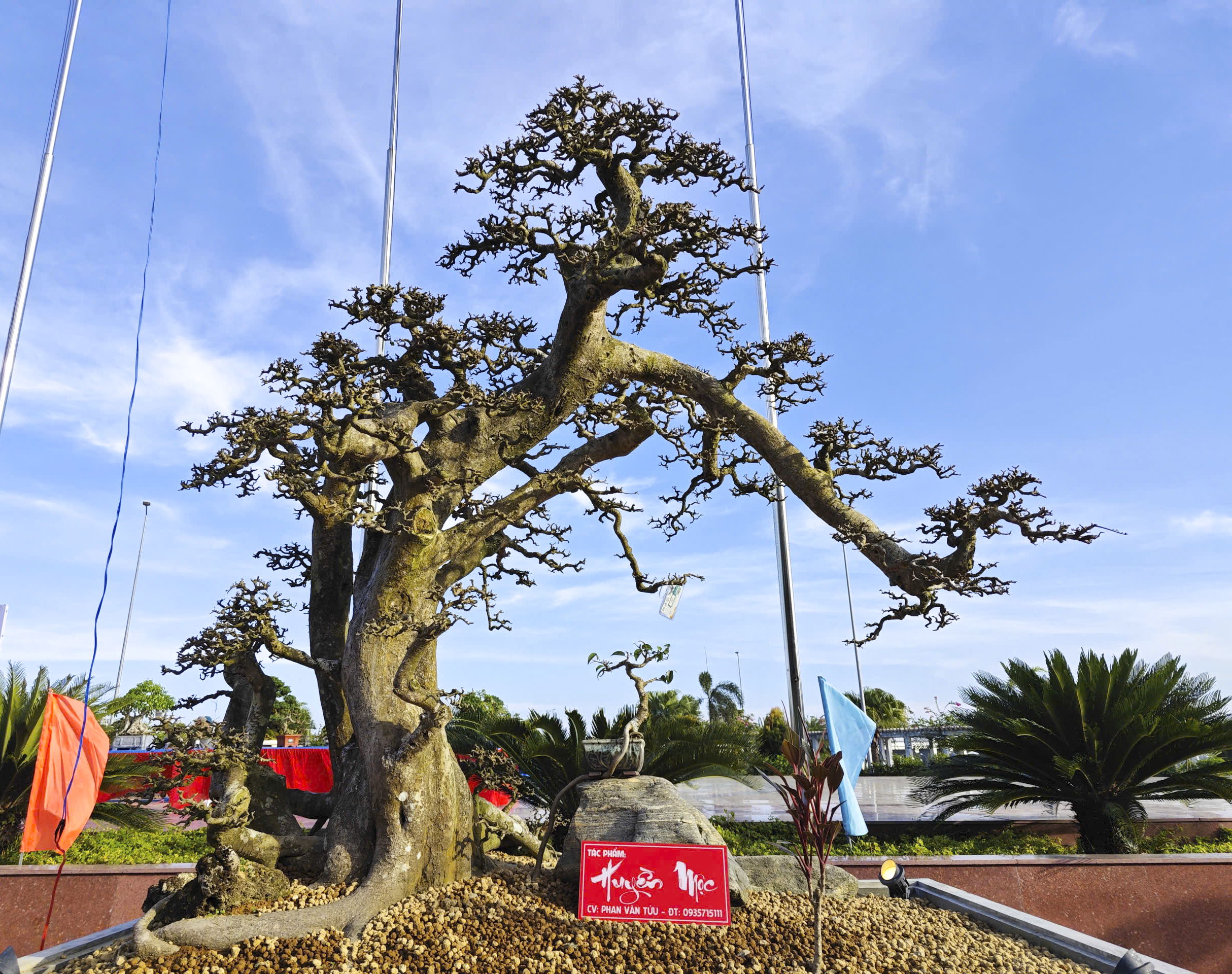 Cây sanh thế rồng độc lạ cao hơn 3 m thu hút tại triển lãm Quảng Ngãi 2026 - Ảnh 2. Cây sanh thế rồng độc lạ cao hơn 3 m thu hút tại triển lãm Quảng Ngãi 2026 - Ảnh 2.