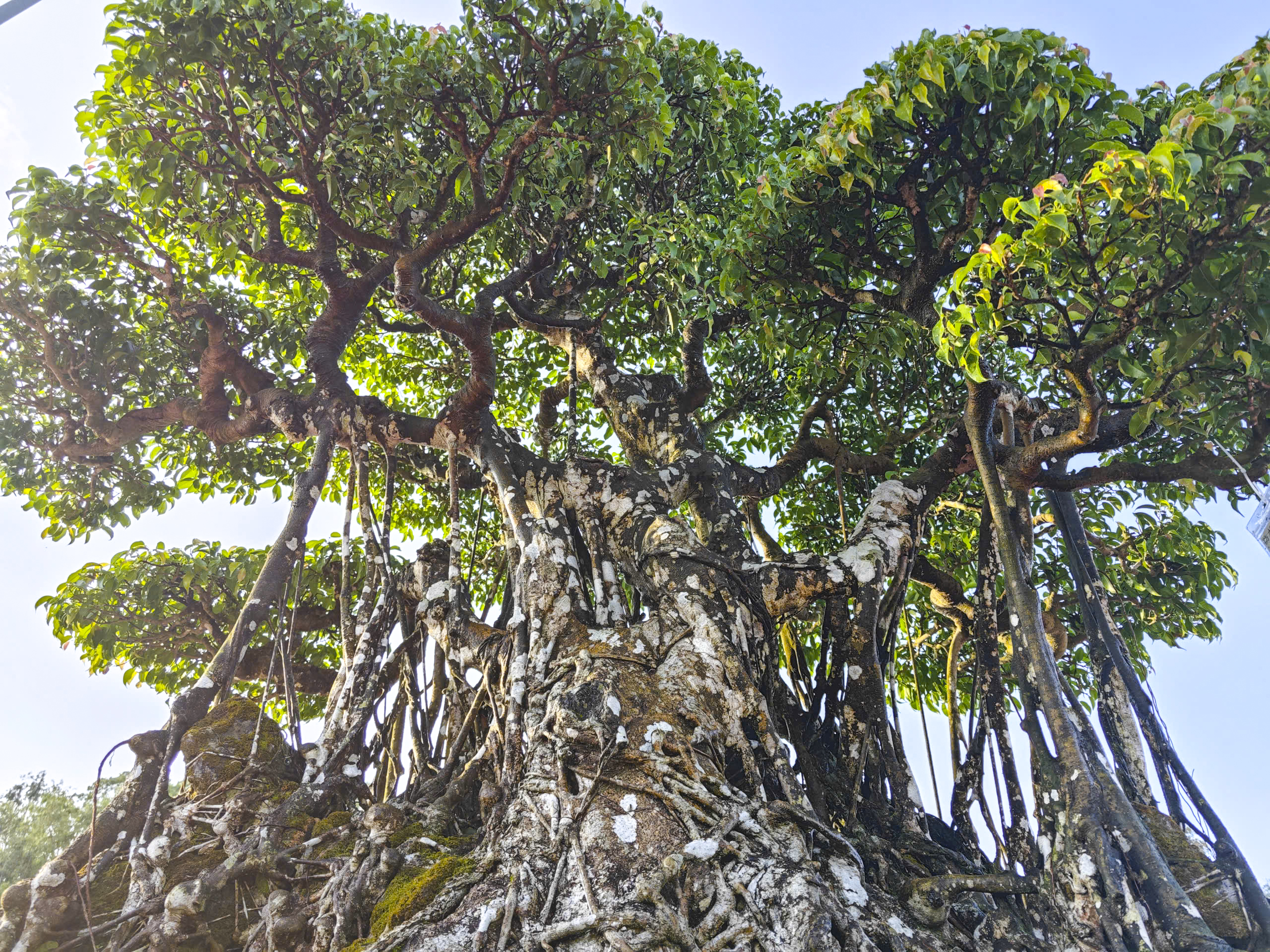 Cây sanh thế rồng độc lạ cao hơn 3 m thu hút tại triển lãm Quảng Ngãi 2026 - Ảnh 8. Cây sanh thế rồng độc lạ cao hơn 3 m thu hút tại triển lãm Quảng Ngãi 2026 - Ảnh 8.