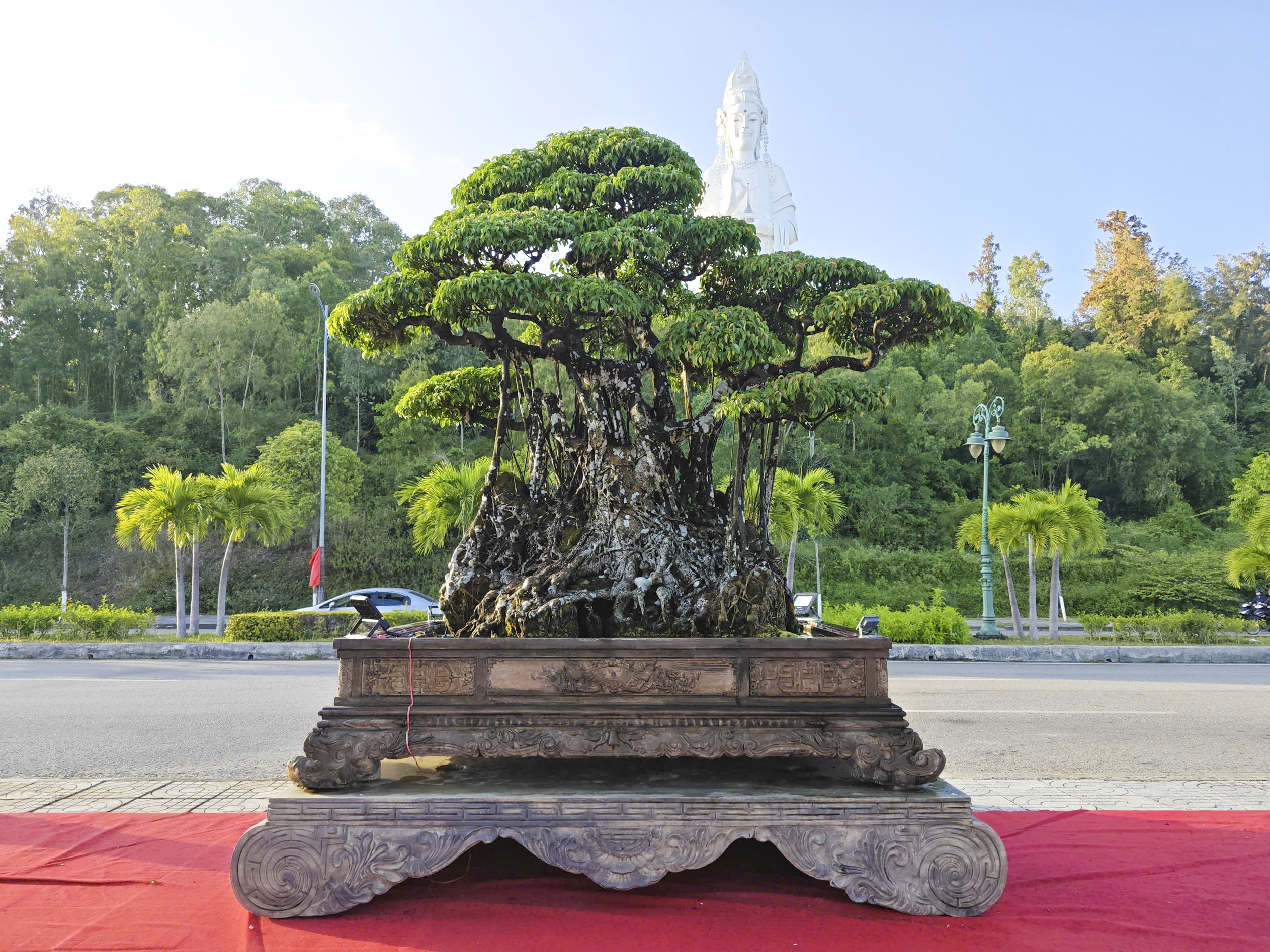 Cây sanh thế rồng độc lạ cao hơn 3 m thu hút tại triển lãm Quảng Ngãi 2026 - Ảnh 9. Cây sanh thế rồng độc lạ cao hơn 3 m thu hút tại triển lãm Quảng Ngãi 2026 - Ảnh 9.