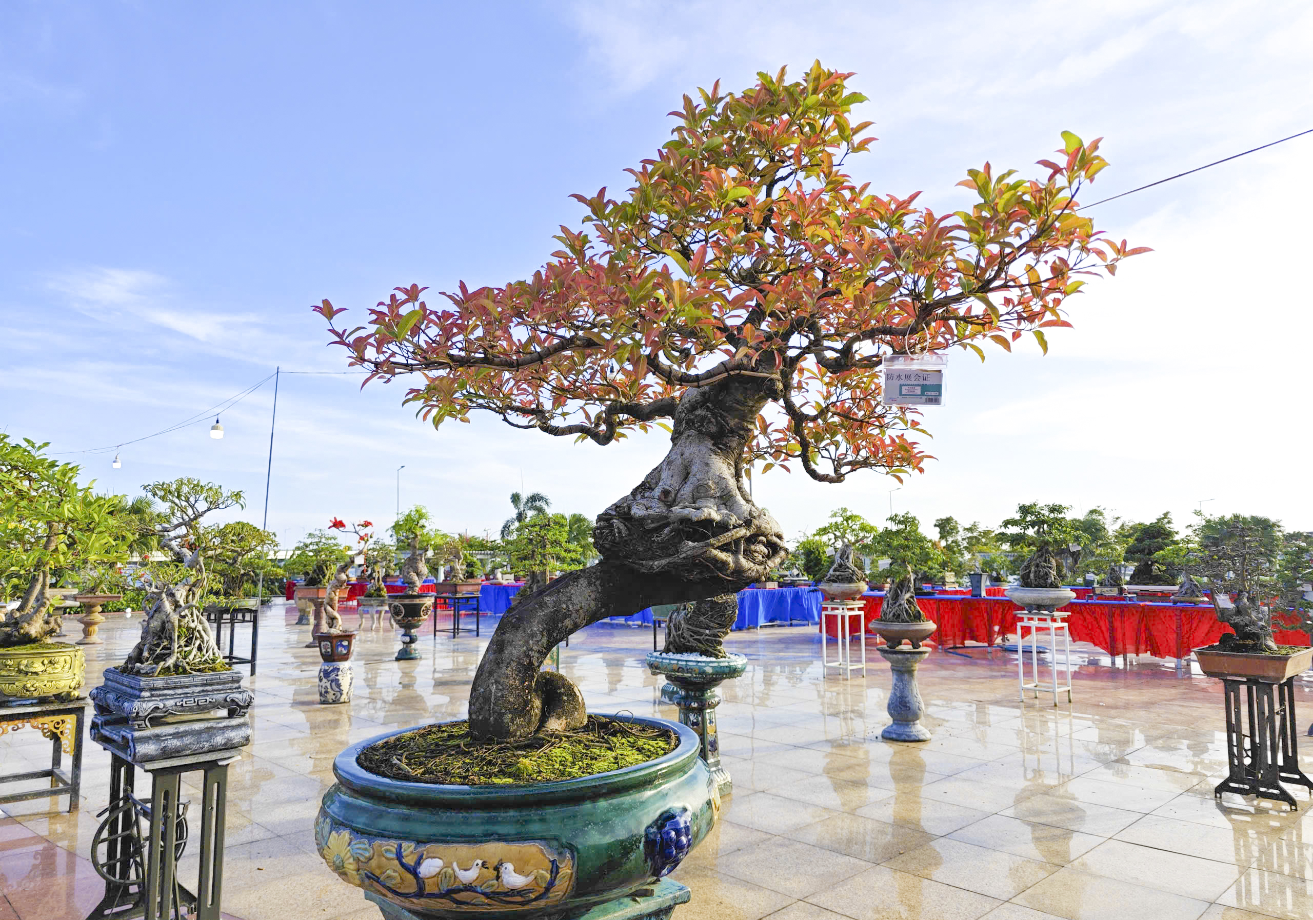 Cây sanh thế rồng độc lạ cao hơn 3 m thu hút tại triển lãm Quảng Ngãi 2026 - Ảnh 10. Cây sanh thế rồng độc lạ cao hơn 3 m thu hút tại triển lãm Quảng Ngãi 2026 - Ảnh 10.
