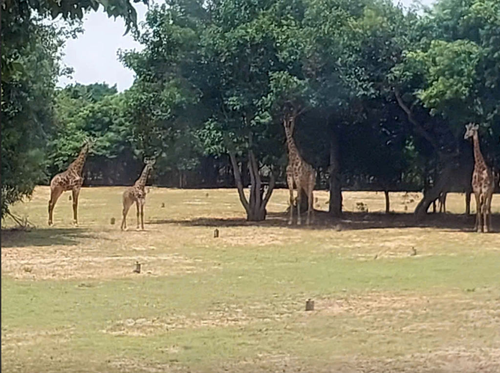 Lâm Đồng đề nghị 'gỡ khó' cho dự án rừng dầu Hồng Liêm, sân golf Đồi Cù - Ảnh 4.