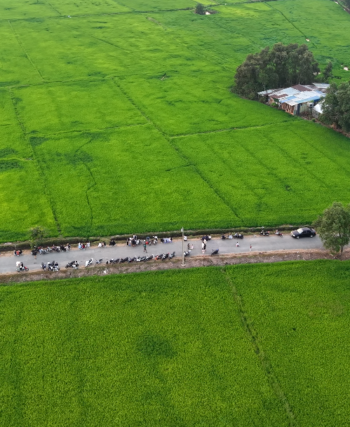 C&aacute;nh đồng l&uacute;a Xu&acirc;n Thới Sơn: Điểm đến check in l&yacute; tưởng cho giới trẻ - Ảnh 1.