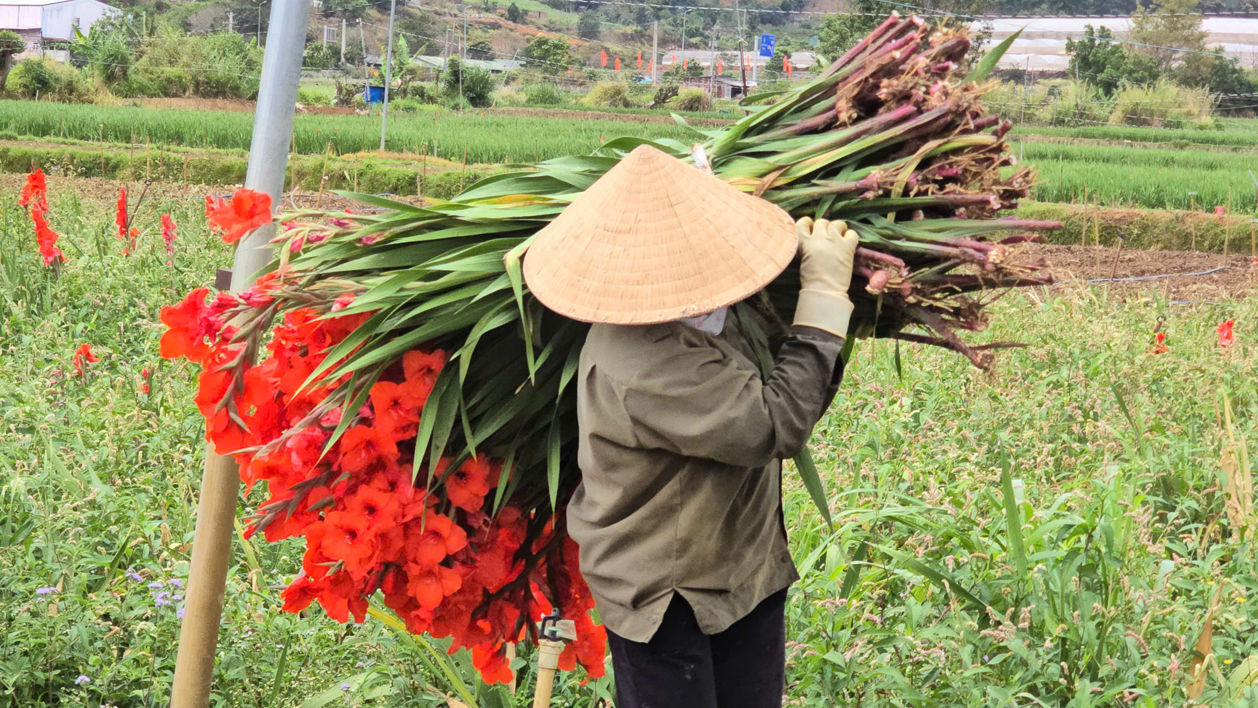 Nông dân Hiệp Thạnh thất thu vì hoa lay ơn nở muộn sau Tết Bính Ngọ 2026 - Ảnh 4. Nông dân Hiệp Thạnh thất thu vì hoa lay ơn nở muộn sau Tết Bính Ngọ 2026 - Ảnh 4.