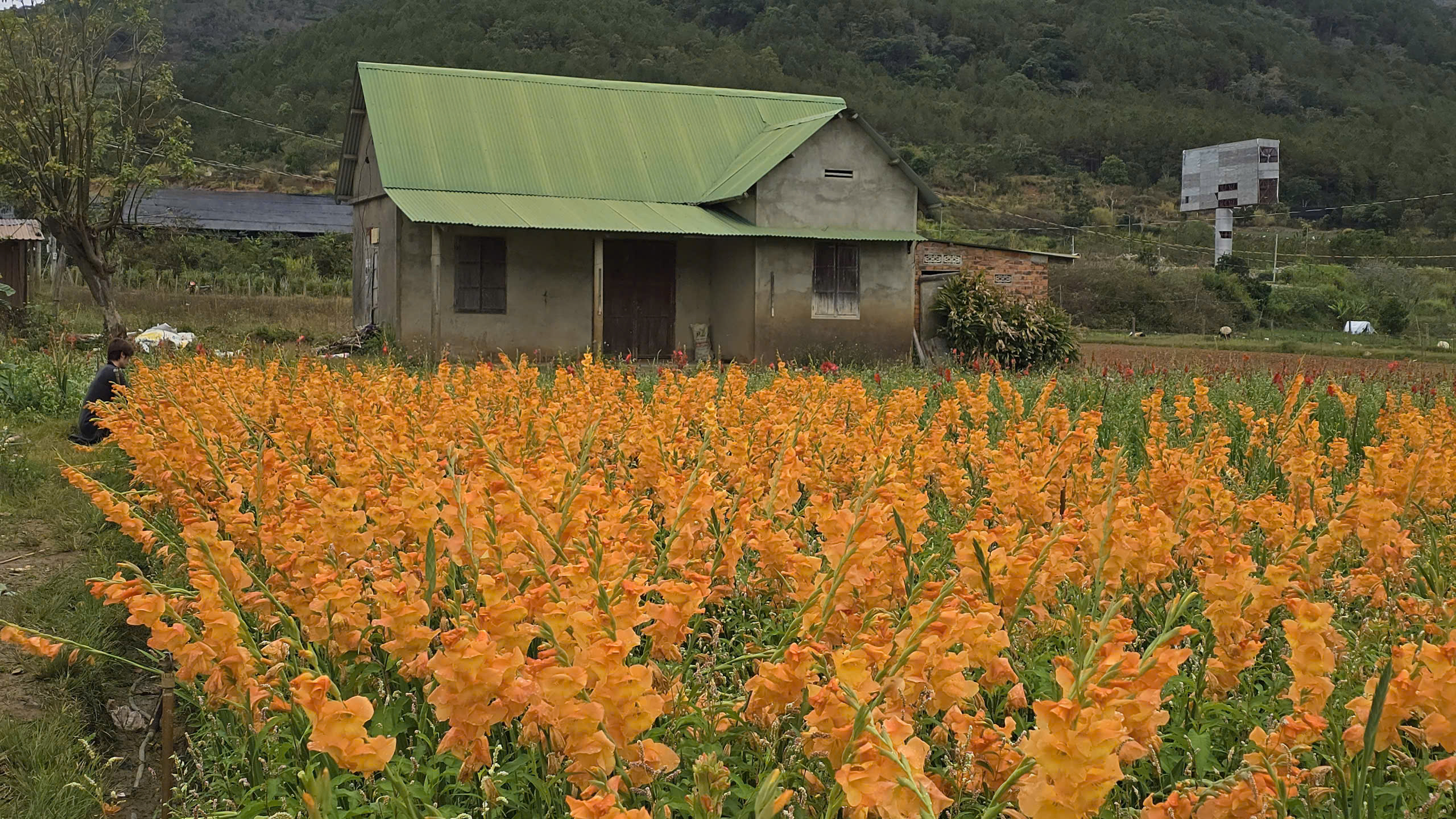 Nông dân Hiệp Thạnh thất thu vì hoa lay ơn nở muộn sau Tết Bính Ngọ 2026 - Ảnh 3. Nông dân Hiệp Thạnh thất thu vì hoa lay ơn nở muộn sau Tết Bính Ngọ 2026 - Ảnh 3.