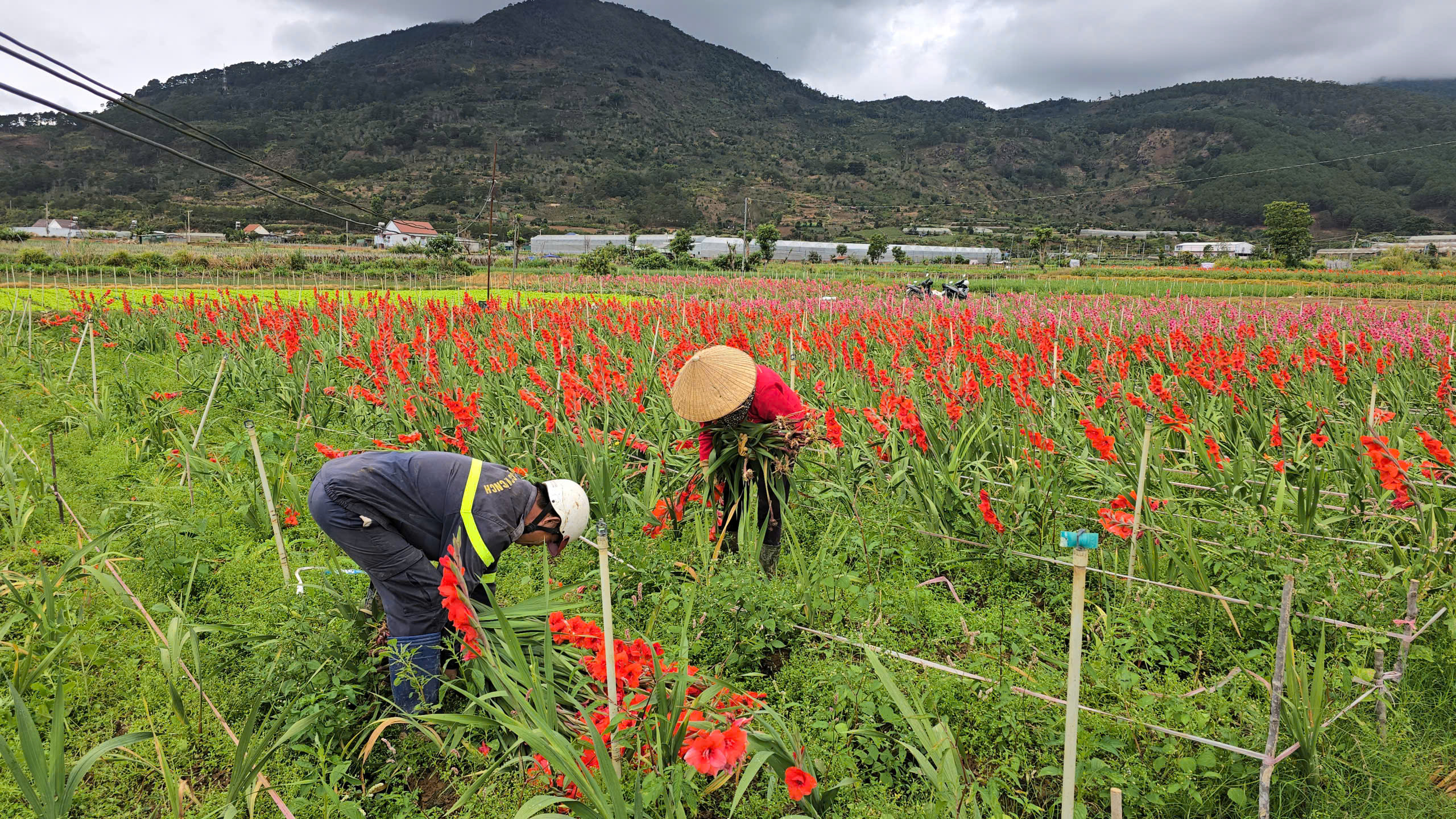 Nông dân Hiệp Thạnh thất thu vì hoa lay ơn nở muộn sau Tết Bính Ngọ 2026 - Ảnh 1. Nông dân Hiệp Thạnh thất thu vì hoa lay ơn nở muộn sau Tết Bính Ngọ 2026 - Ảnh 1.