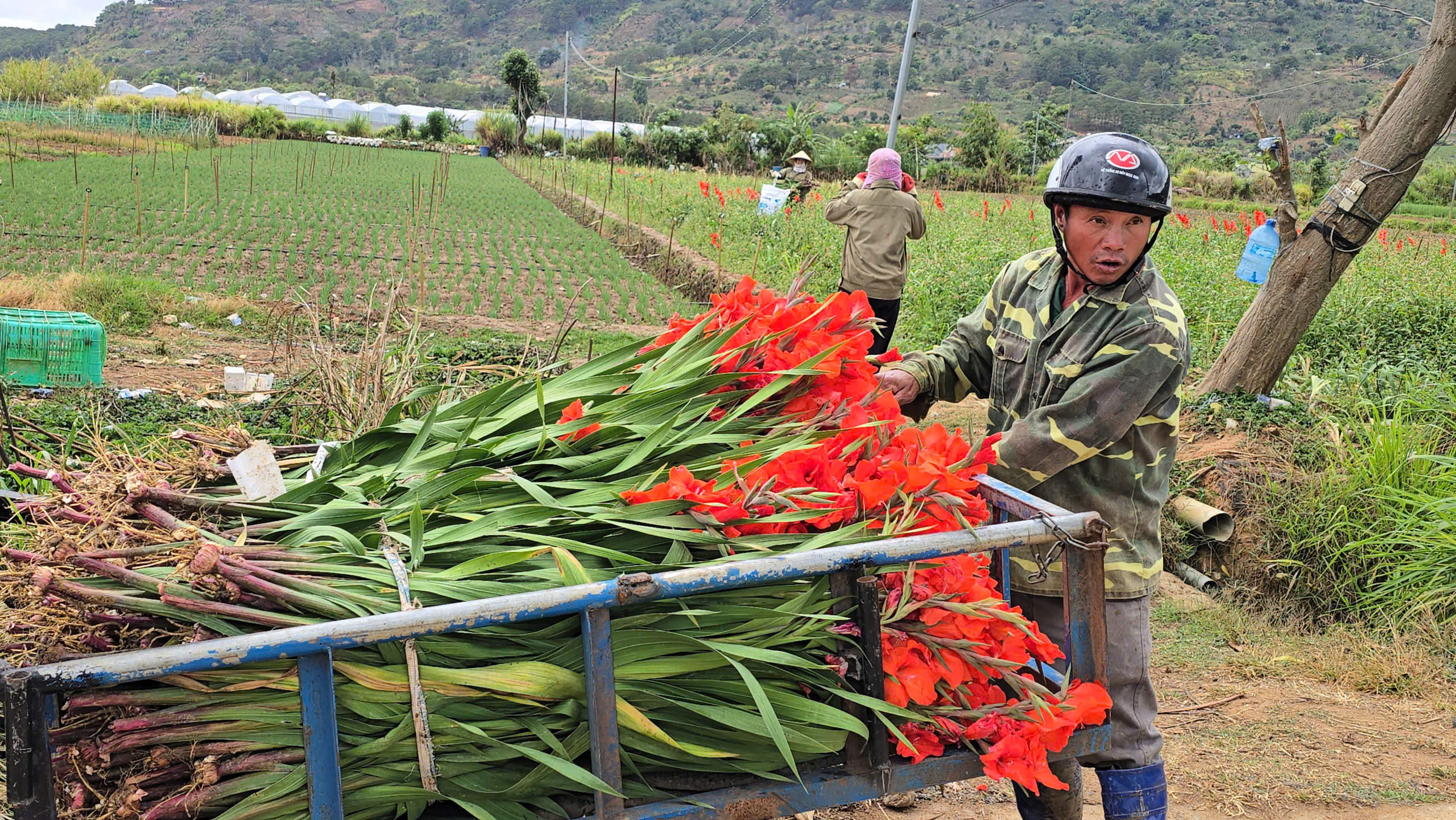 Nông dân Hiệp Thạnh thất thu vì hoa lay ơn nở muộn sau Tết Bính Ngọ 2026 - Ảnh 2. Nông dân Hiệp Thạnh thất thu vì hoa lay ơn nở muộn sau Tết Bính Ngọ 2026 - Ảnh 2.