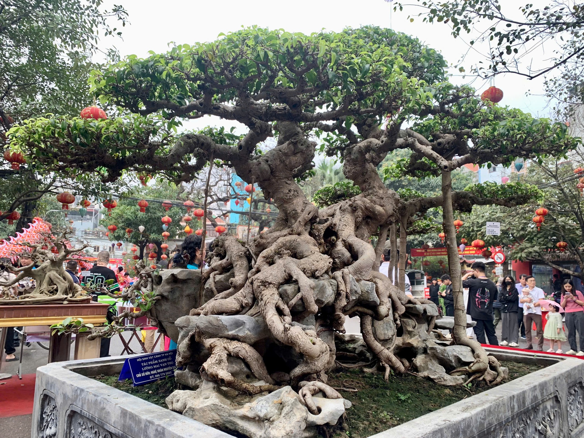 Siêu phẩm 'cây xanh triệu USD' ở triển lãm cây cảnh nghệ thuật làng Triều Khúc- Ảnh 1. Siêu phẩm 'cây xanh triệu USD' ở triển lãm cây cảnh nghệ thuật làng Triều Khúc- Ảnh 1.
