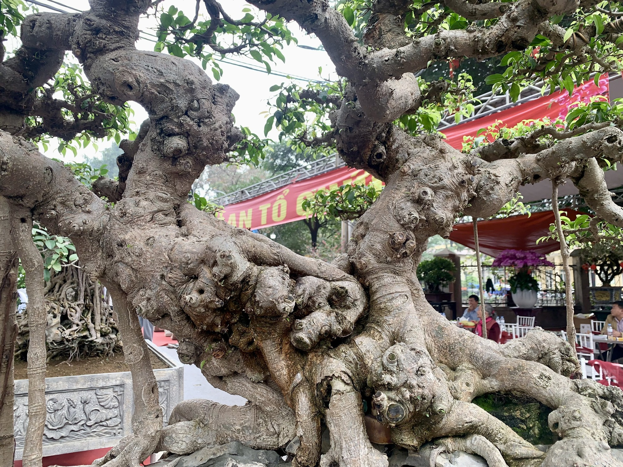 Siêu phẩm 'cây xanh triệu USD' ở triển lãm cây cảnh nghệ thuật làng Triều Khúc- Ảnh 3. Siêu phẩm 'cây xanh triệu USD' ở triển lãm cây cảnh nghệ thuật làng Triều Khúc- Ảnh 3.