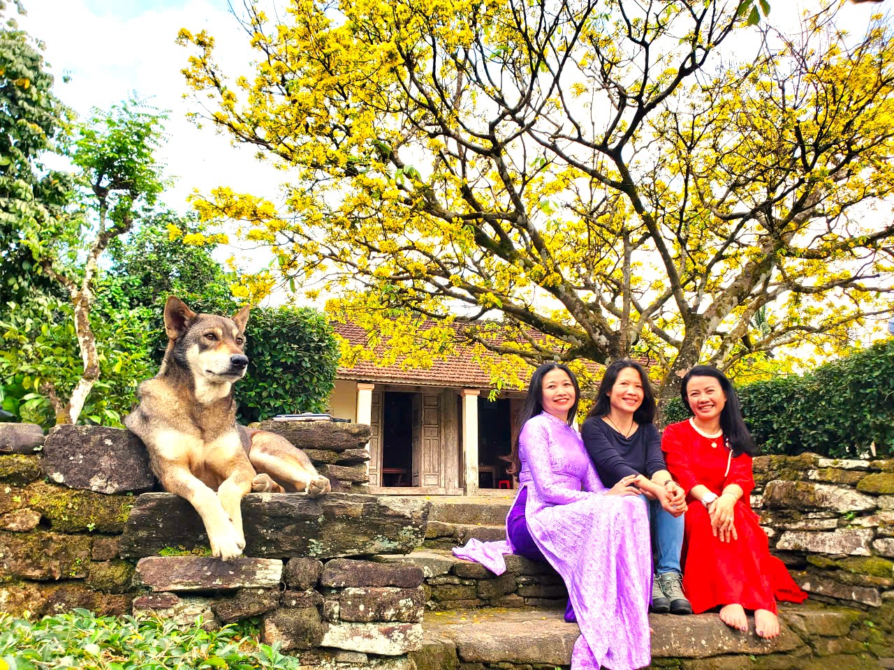 Nườm nượp người t&igrave;m về check-in c&acirc;y mai l&agrave;ng cổ Lộc Y&ecirc;n  - Ảnh 5.