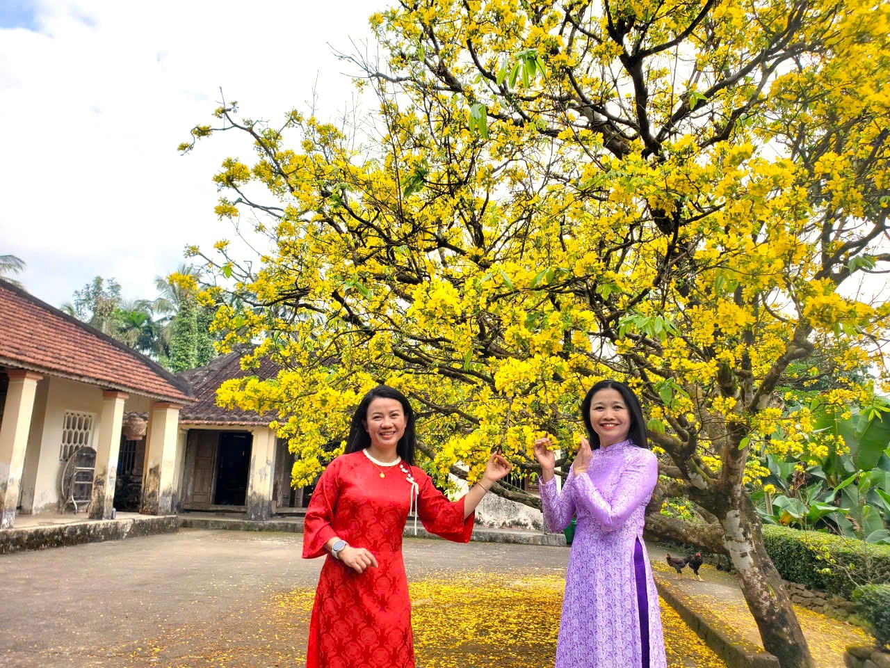 Nườm nượp người t&igrave;m về check-in c&acirc;y mai l&agrave;ng cổ Lộc Y&ecirc;n  - Ảnh 1.