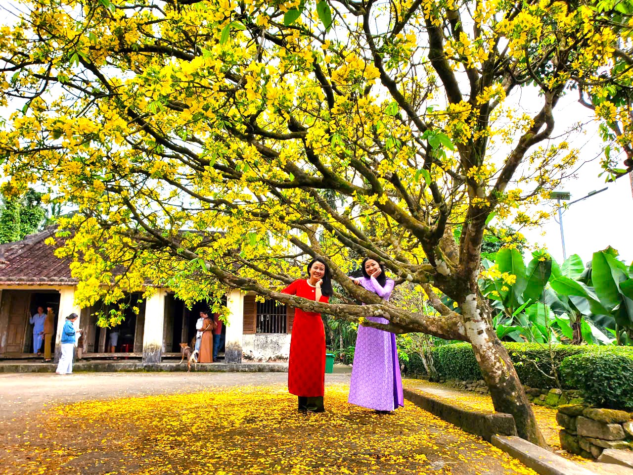 Nườm nượp người t&igrave;m về check-in c&acirc;y mai l&agrave;ng cổ Lộc Y&ecirc;n  - Ảnh 2.