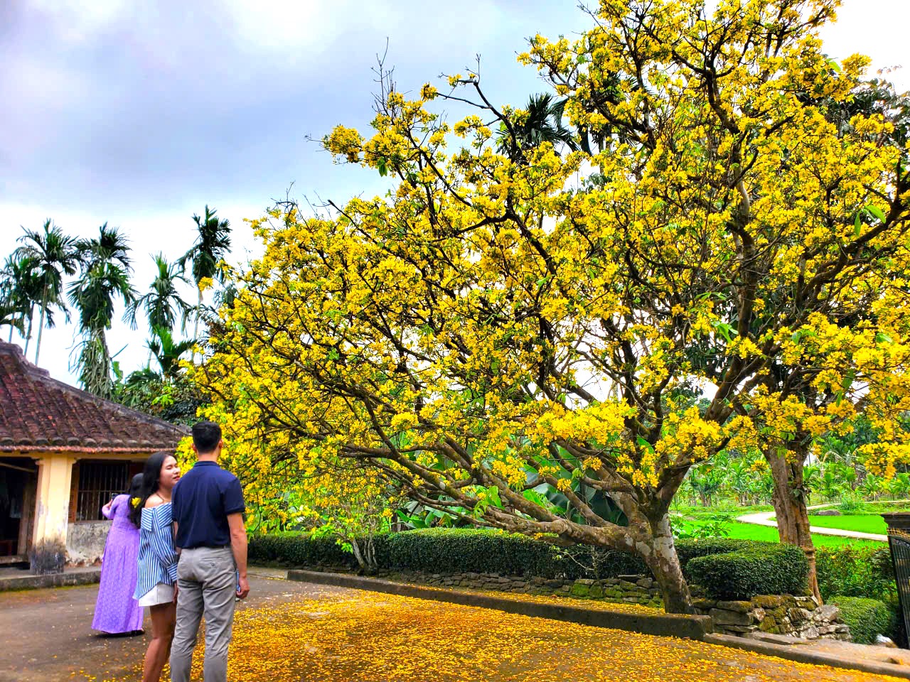 Nườm nượp người t&igrave;m về check-in c&acirc;y mai l&agrave;ng cổ Lộc Y&ecirc;n  - Ảnh 4.