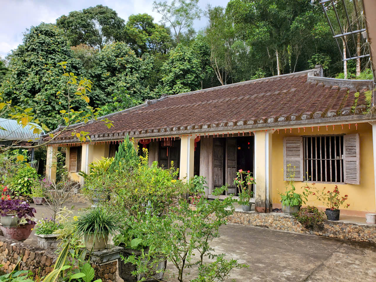 Nườm nượp người t&igrave;m về check-in c&acirc;y mai l&agrave;ng cổ Lộc Y&ecirc;n  - Ảnh 8.