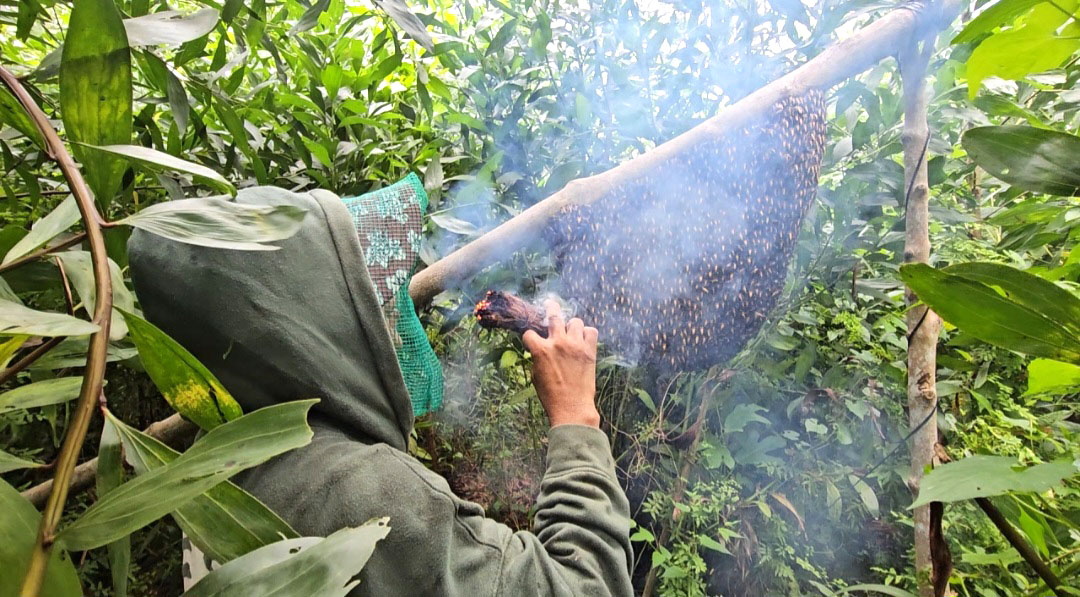 Gian nan và tình người trong nghề bắt ong mật rừng ở Tây Ninh - Ảnh 1.