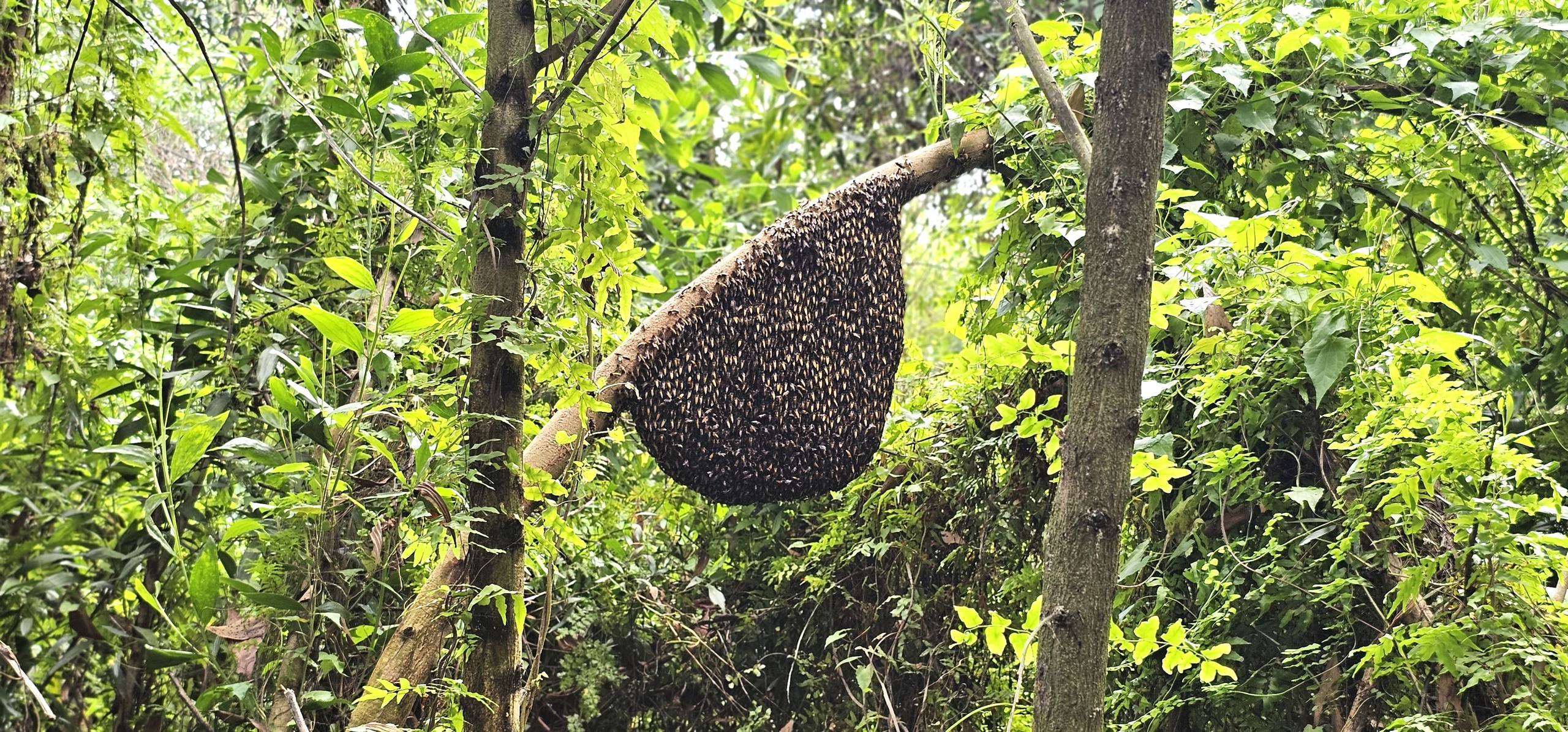 Gian nan và tình người trong nghề bắt ong mật rừng ở Tây Ninh - Ảnh 6.