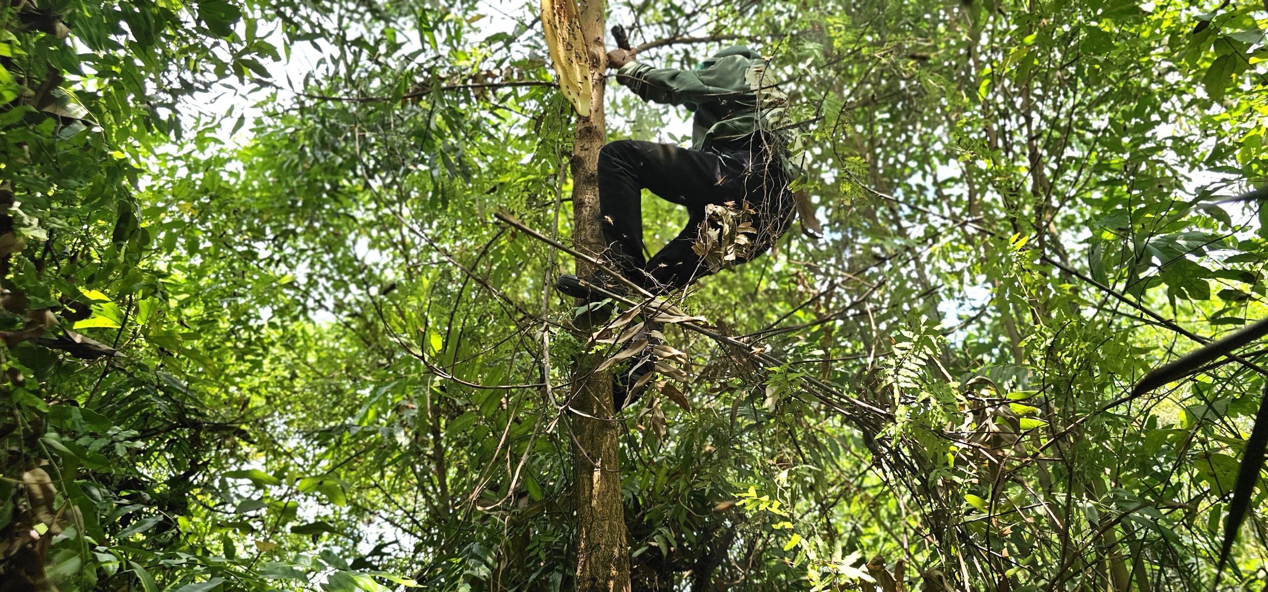 Gian nan và tình người trong nghề bắt ong mật rừng ở Tây Ninh - Ảnh 5.