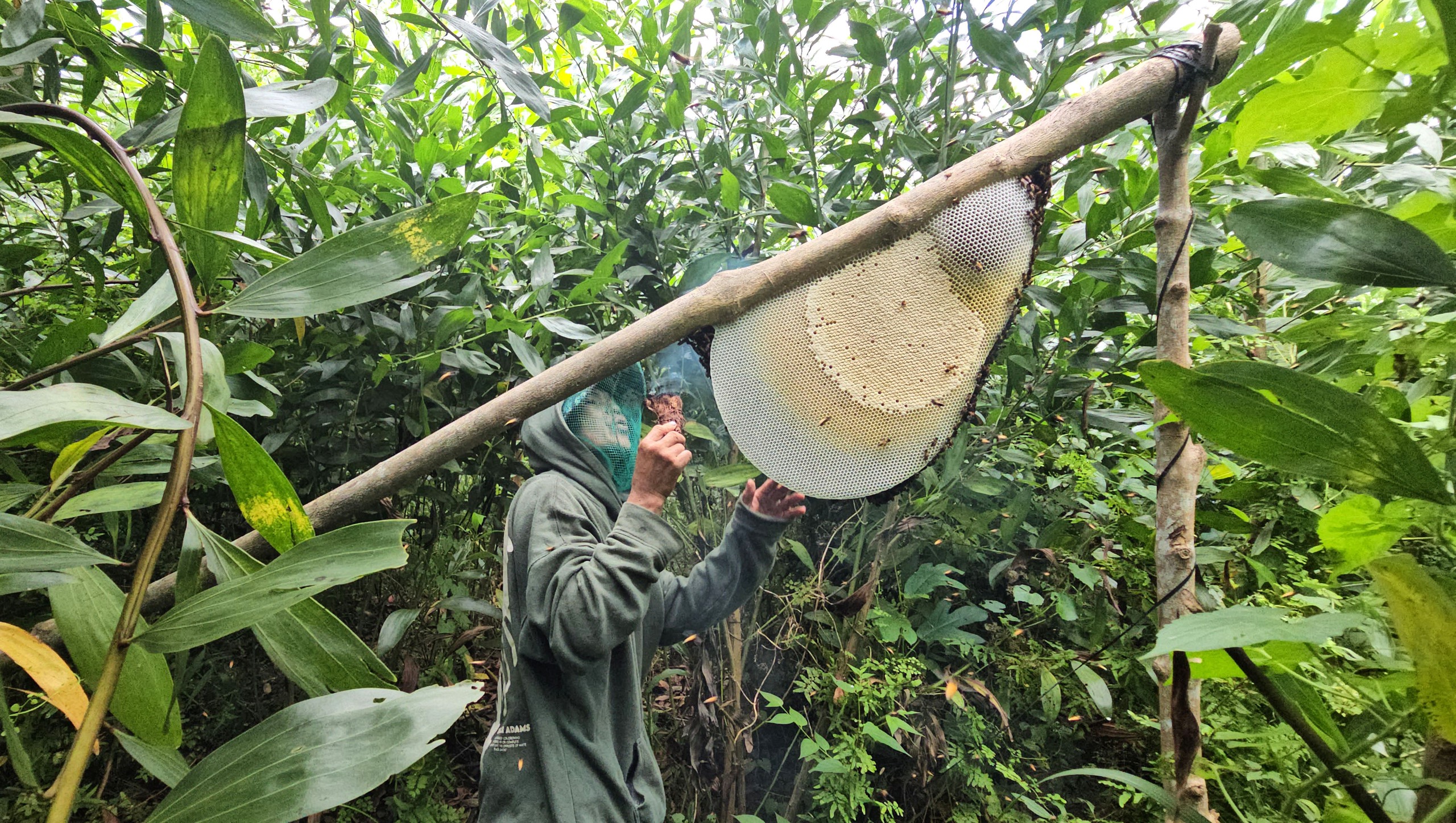 Gian nan và tình người trong nghề bắt ong mật rừng ở Tây Ninh - Ảnh 8.