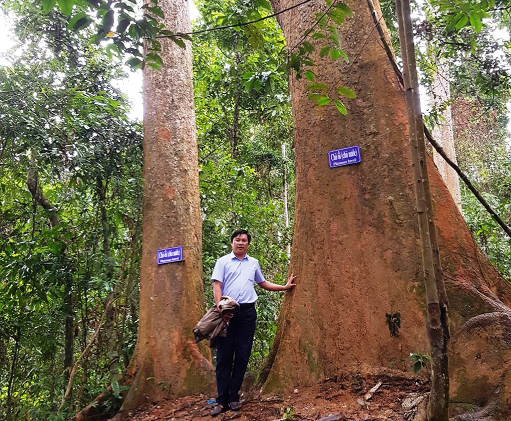 'Rừng thiêng' giữa đại ngàn- Ảnh 3.