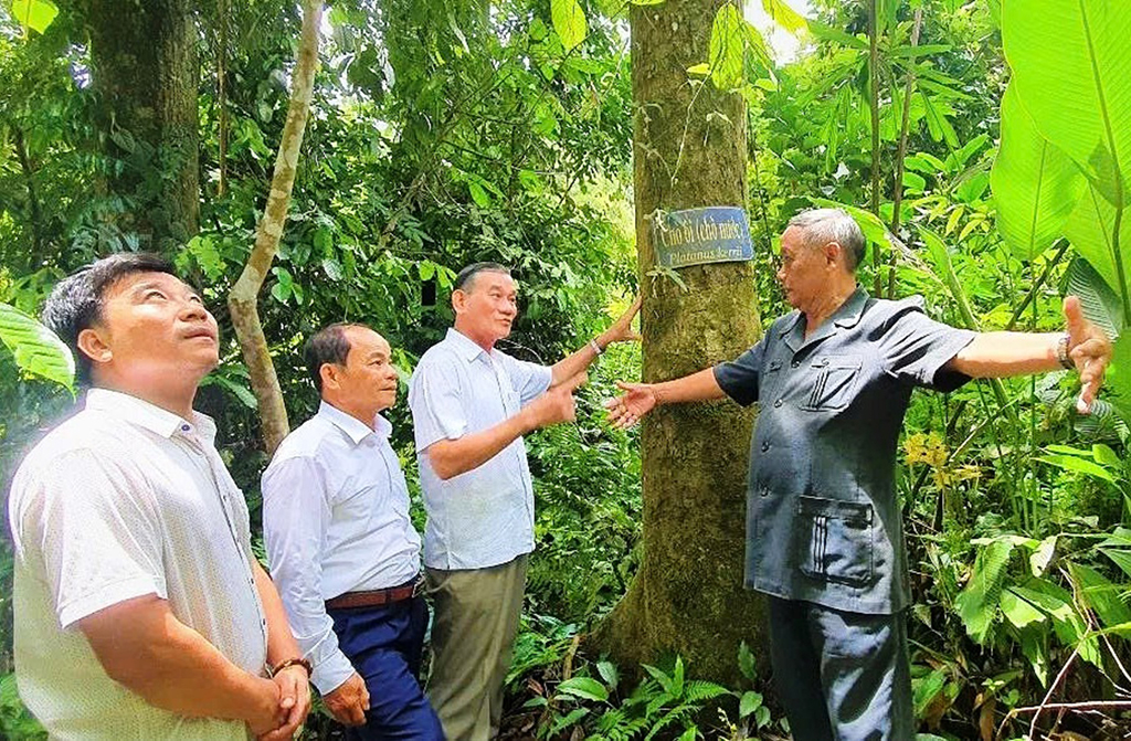 'Rừng thiêng' giữa đại ngàn- Ảnh 1.