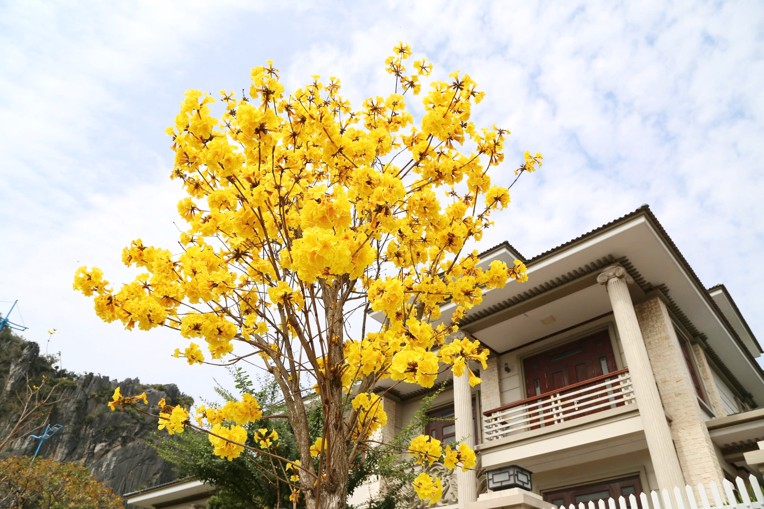 Hoa phong linh nhuộm vàng đường phố bên vịnh Hạ Long- Ảnh 7. Hoa phong linh nhuộm vàng đường phố bên vịnh Hạ Long- Ảnh 7.