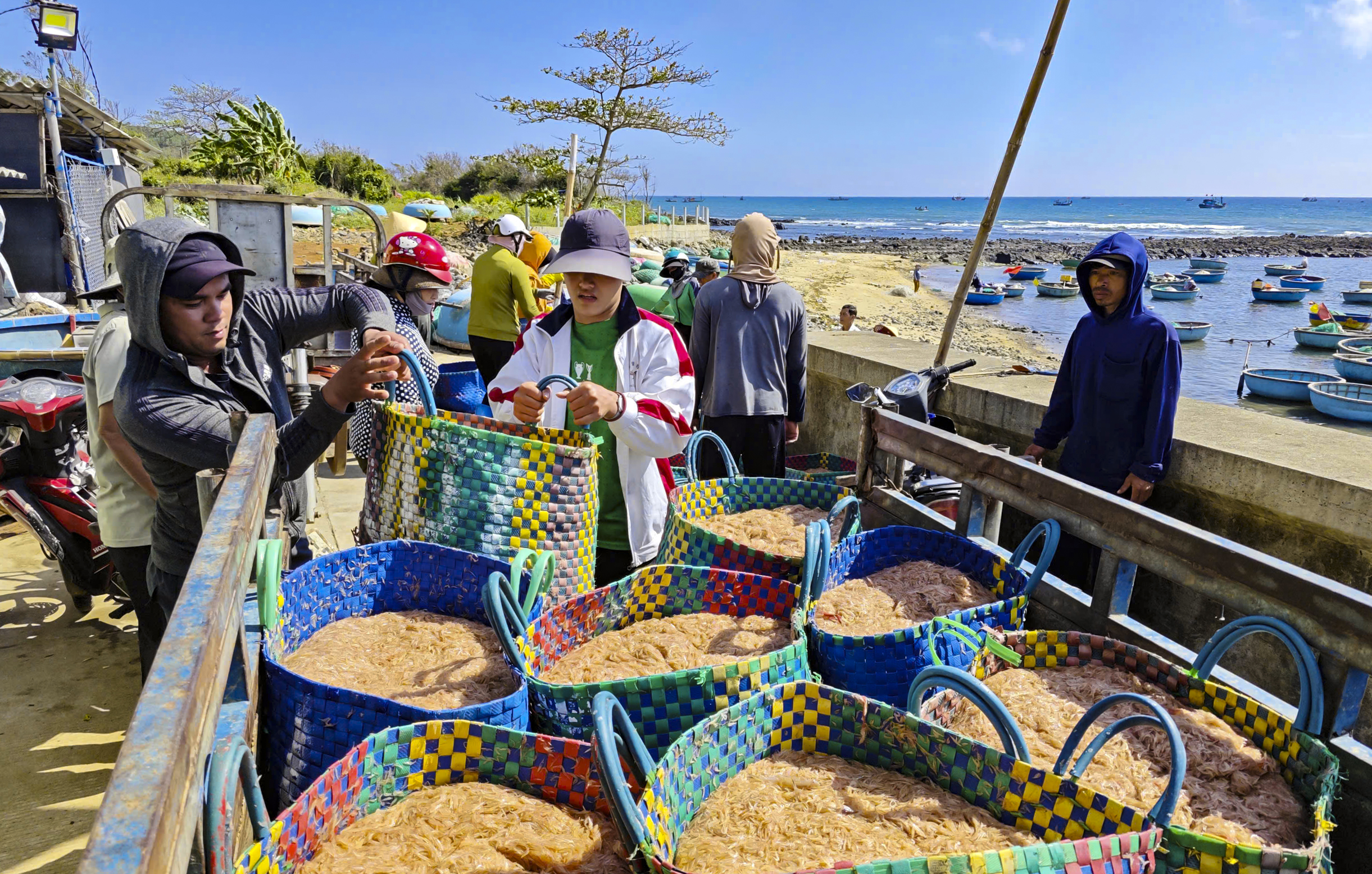 Ruốc biển Quảng Ngãi nhuộm hồng mặt biển , ngư dân thu tiền triệu mỗi ngày - Ảnh 3. Ruốc biển Quảng Ngãi nhuộm hồng mặt biển, ngư dân thu tiền triệu mỗi ngày - Ảnh 3.