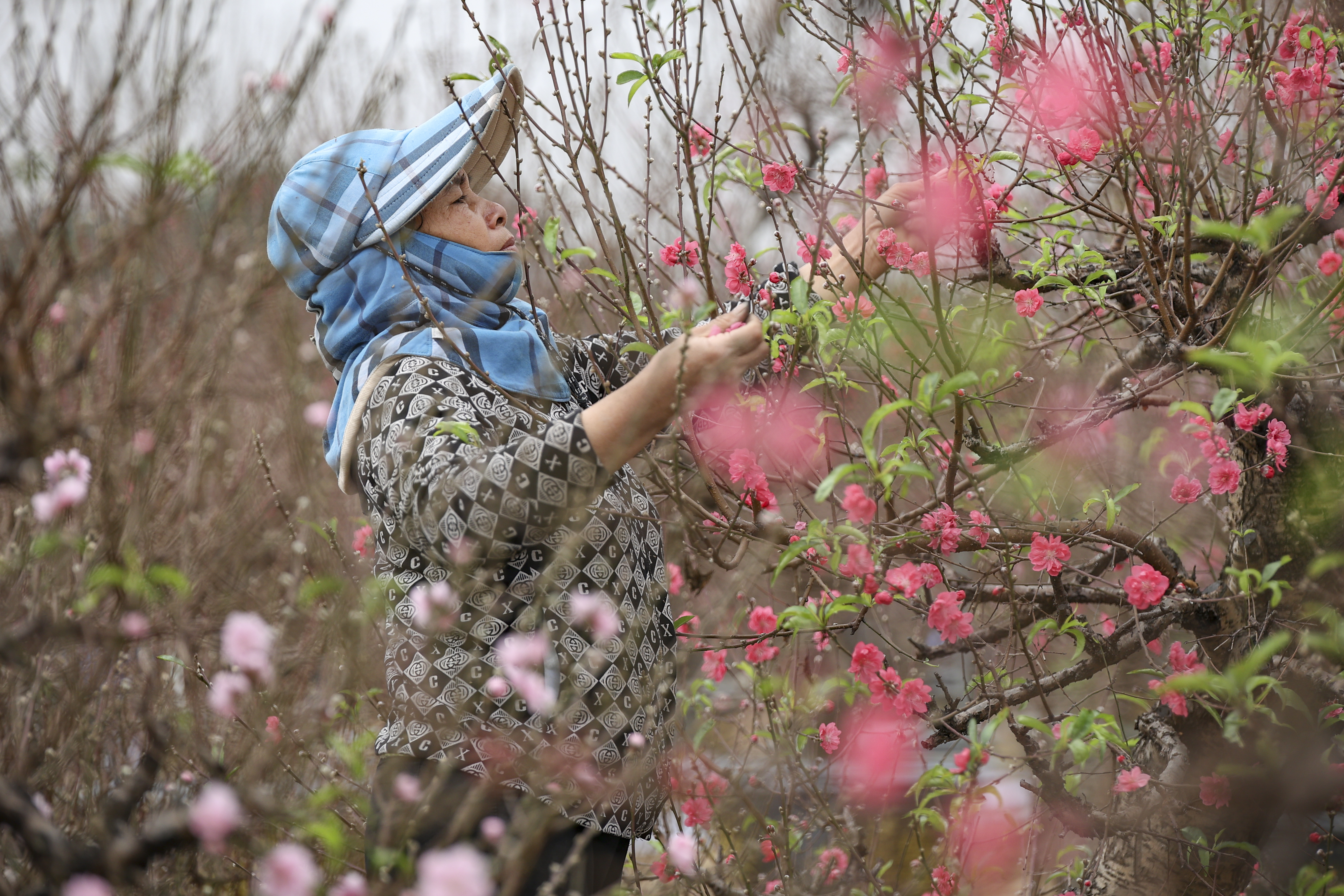 Đ&agrave;o, quất 'xuống phố', H&agrave; Nội rộn r&atilde; sắc xu&acirc;n- Ảnh 1.