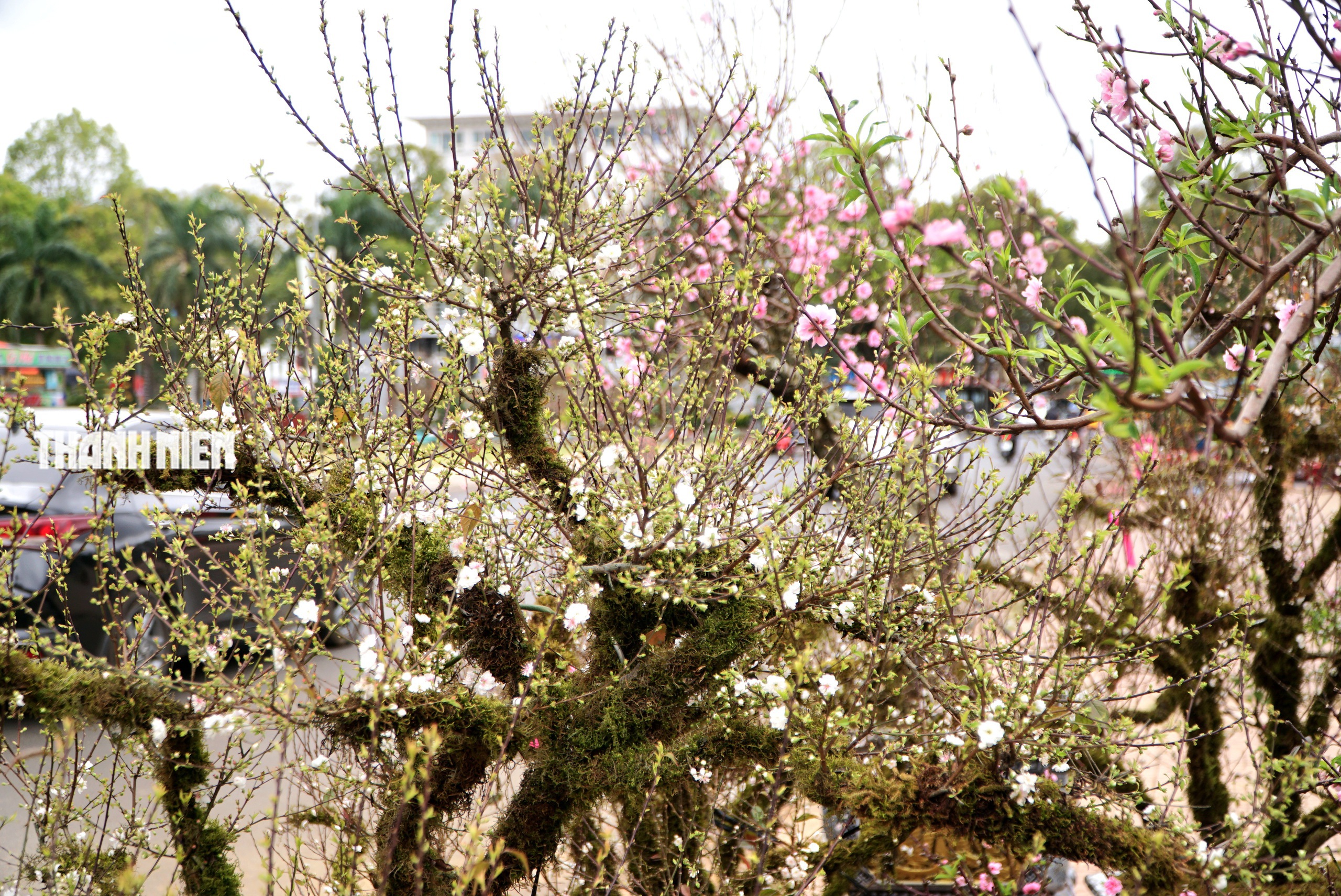 Hoa tết ở Buôn Ma Thuột: Bất ngờ với vựa hoa nhất chi mai từ xứ lạnh- Ảnh 6. Hoa tết ở Buôn Ma Thuột: Bất ngờ với vựa hoa nhất chi mai từ xứ lạnh- Ảnh 6.