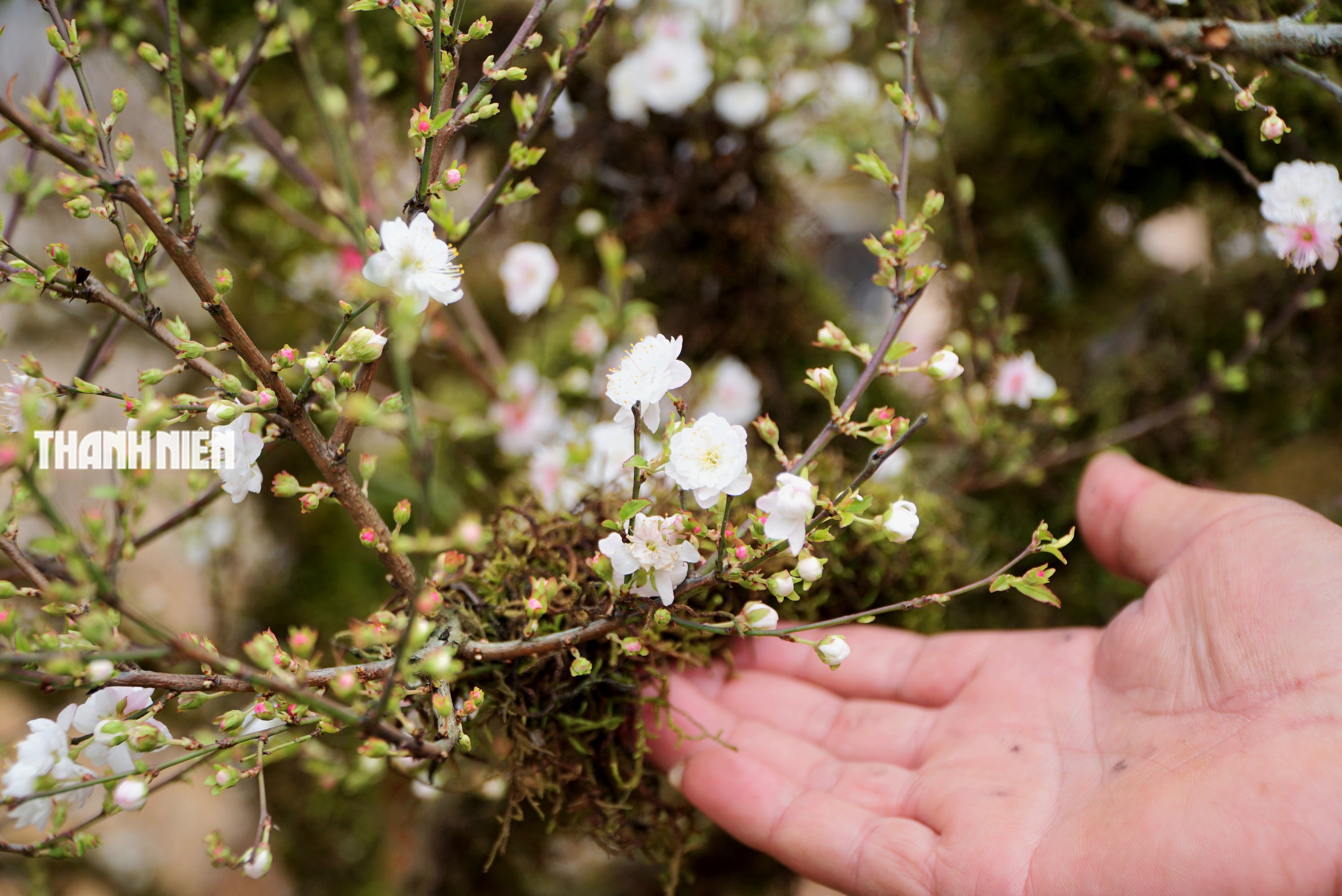 Hoa tết ở Buôn Ma Thuột: Bất ngờ với vựa hoa nhất chi mai từ xứ lạnh- Ảnh 4. Hoa tết ở Buôn Ma Thuột: Bất ngờ với vựa hoa nhất chi mai từ xứ lạnh- Ảnh 4.
